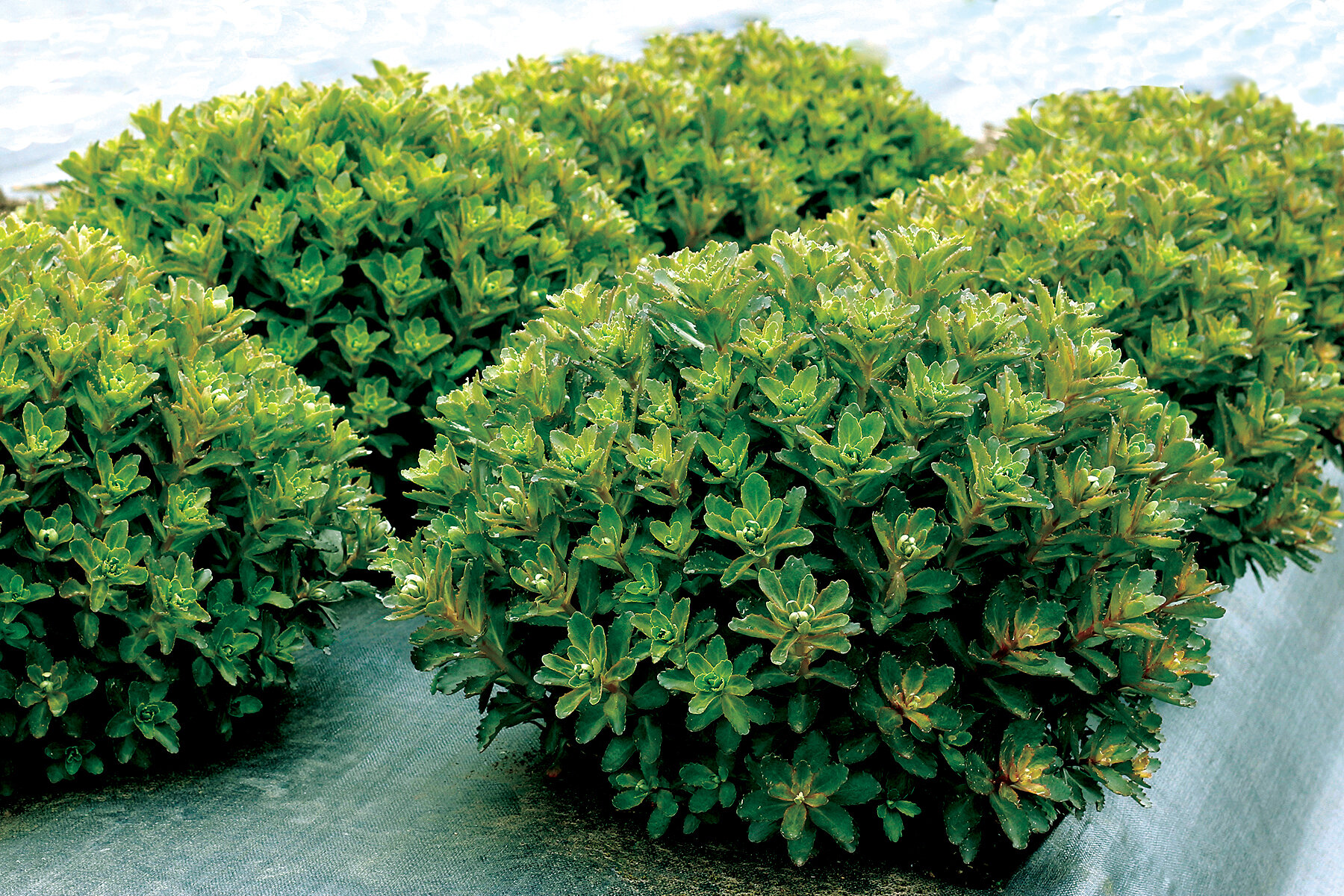 Sedum-Double-Martini-2.jpg