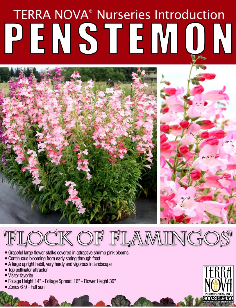 Penstemon 'Flock of Flamingos'