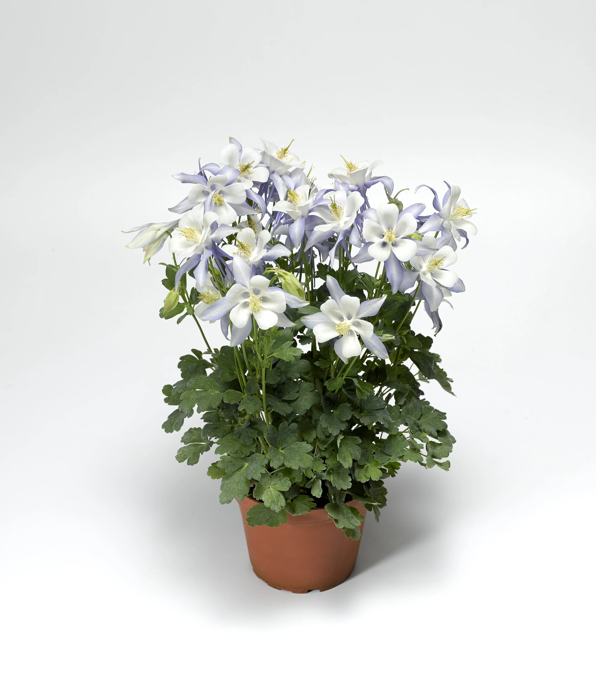 Aquilegia caerulea Kirigami™ Light Blue & White