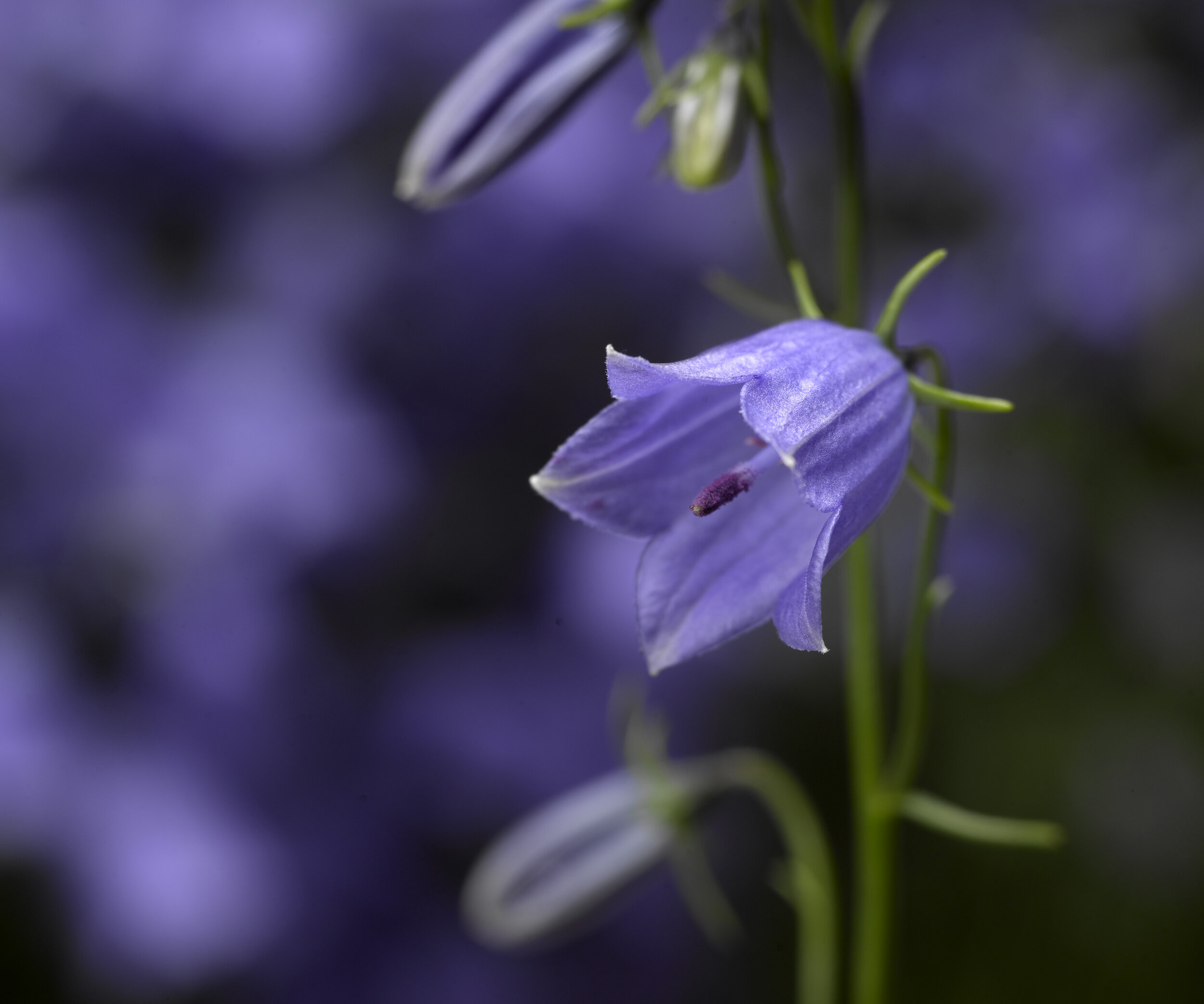 Колокольчик признак. Campanula cochleariifolia. Колокольчик ложечницелистный Блю. Колокольчик ложечницелистный Jingle Blue. Колокольчик ложечницелистный «swinging Bells Blue».