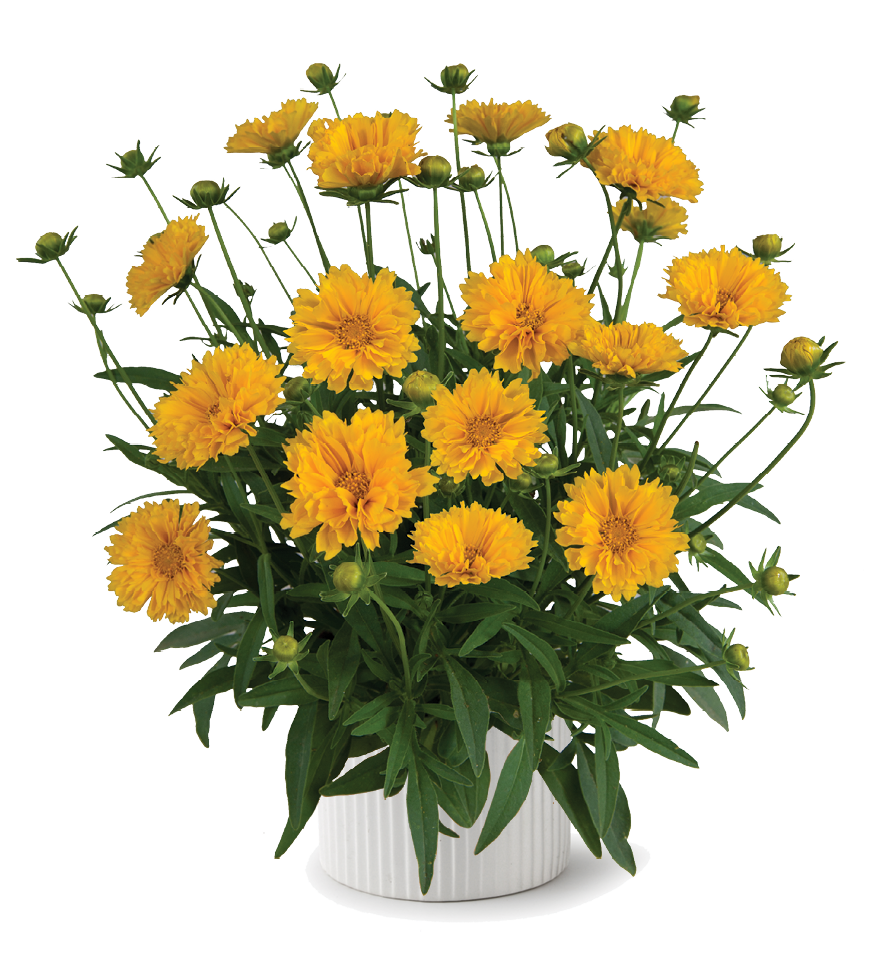 Coreopsis grandiflora SOLANNA™ Golden Crown
