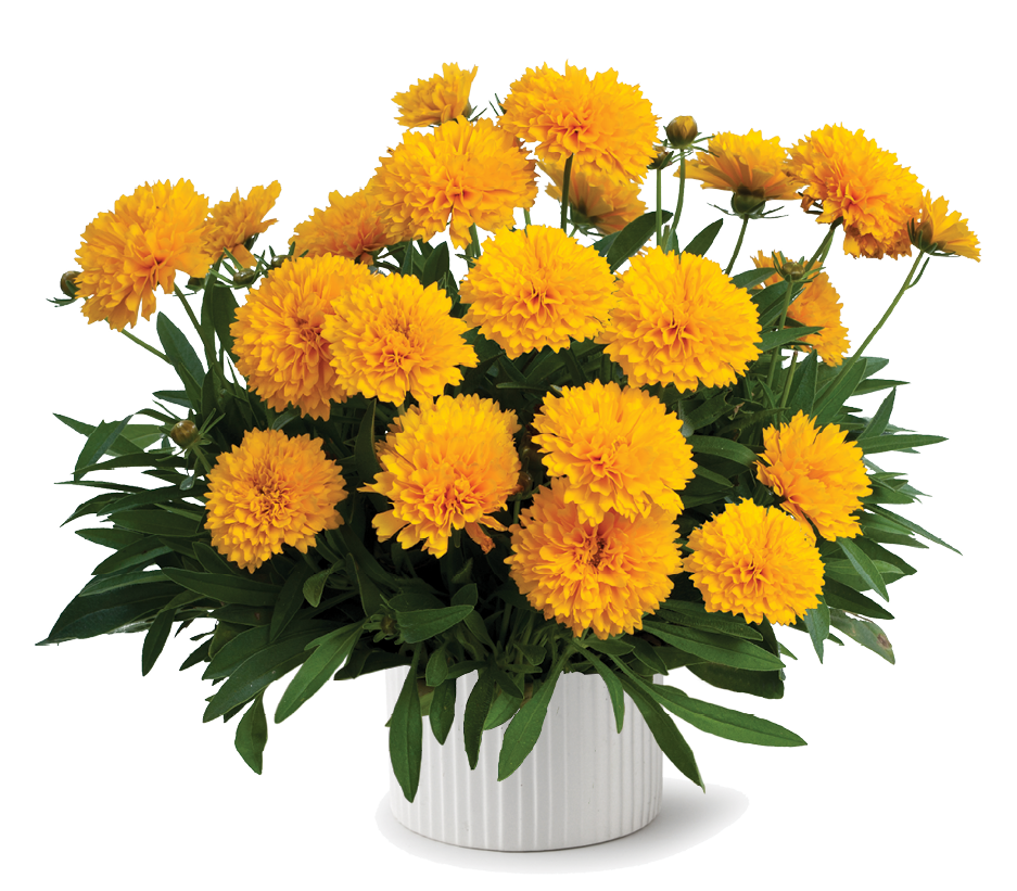 Coreopsis grandiflora SOLANNA™ Golden Sphere