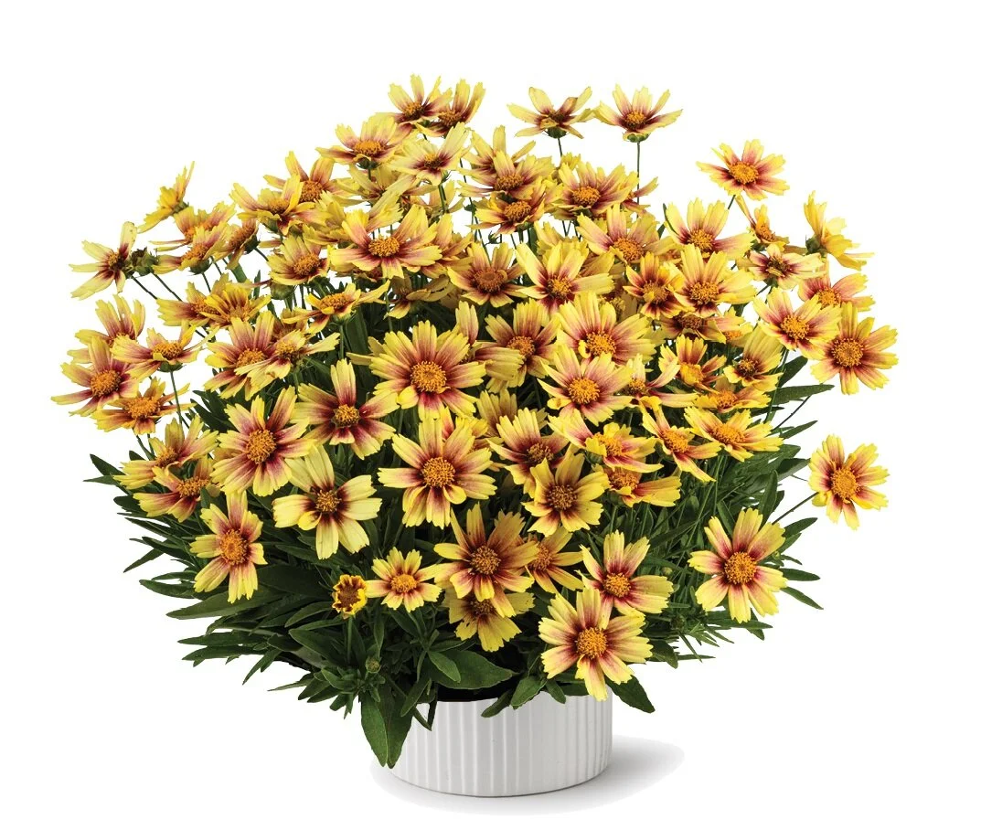 Coreopsis grandiflora SOLANNA™ Sunset Burst