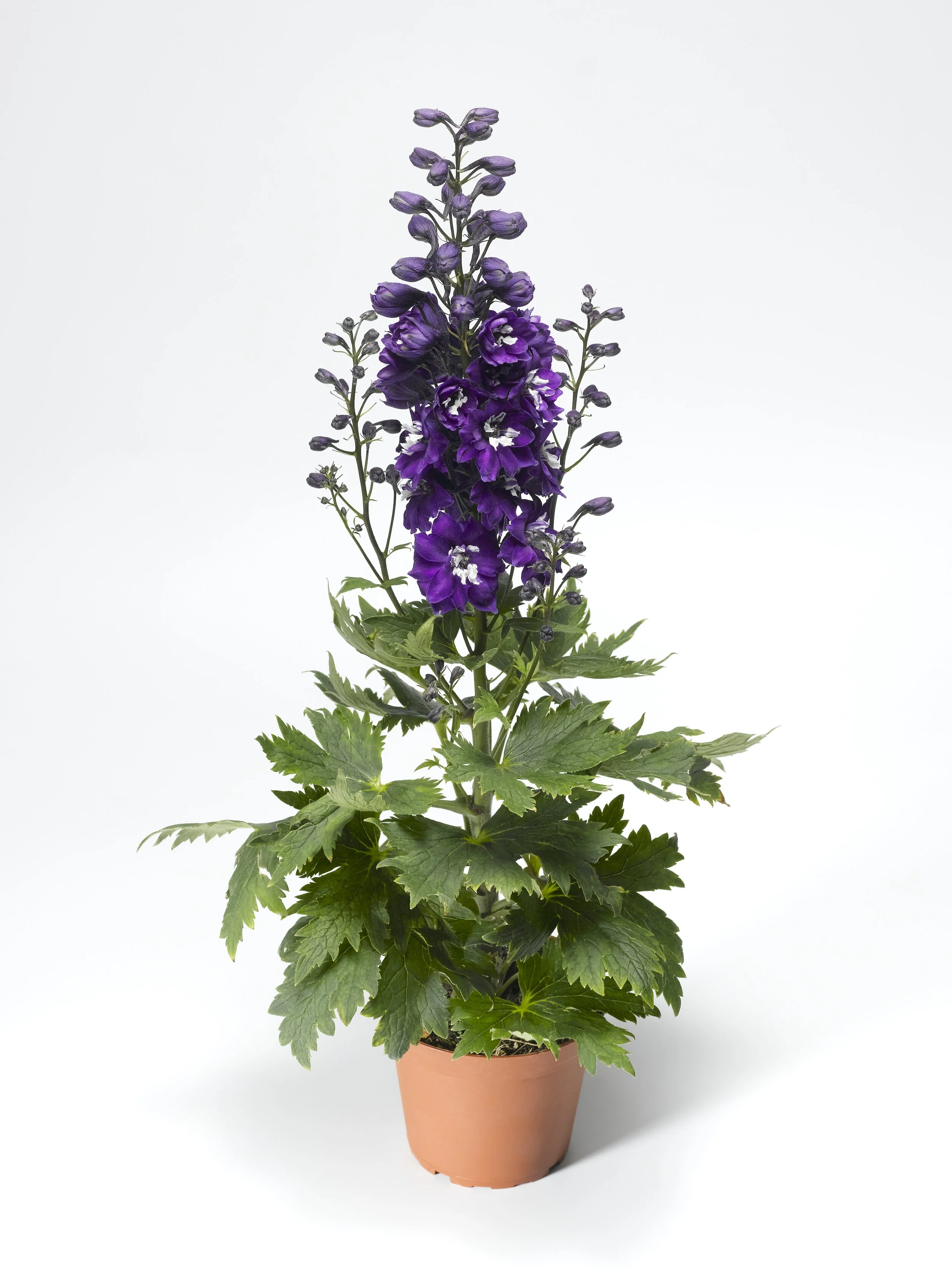 Delphinium elatum Delphina™ Dark Blue White Bee
