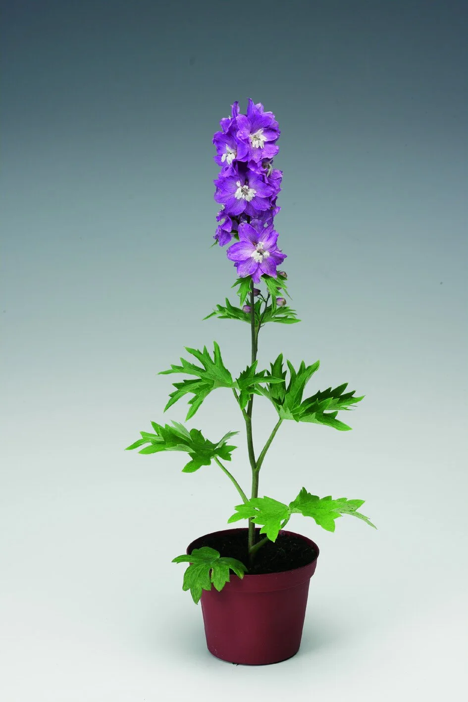 Delphinium elatum Excalibur™ Lilac Rose White Bee
