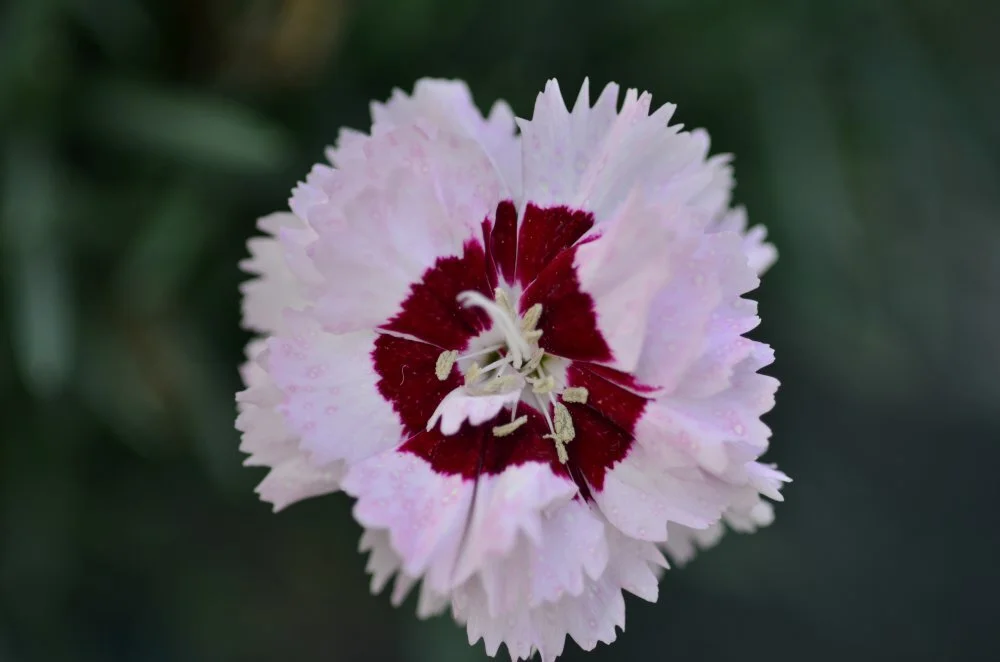 Dianthus hybrid Scent from Heaven™ Angel of Enlightenment