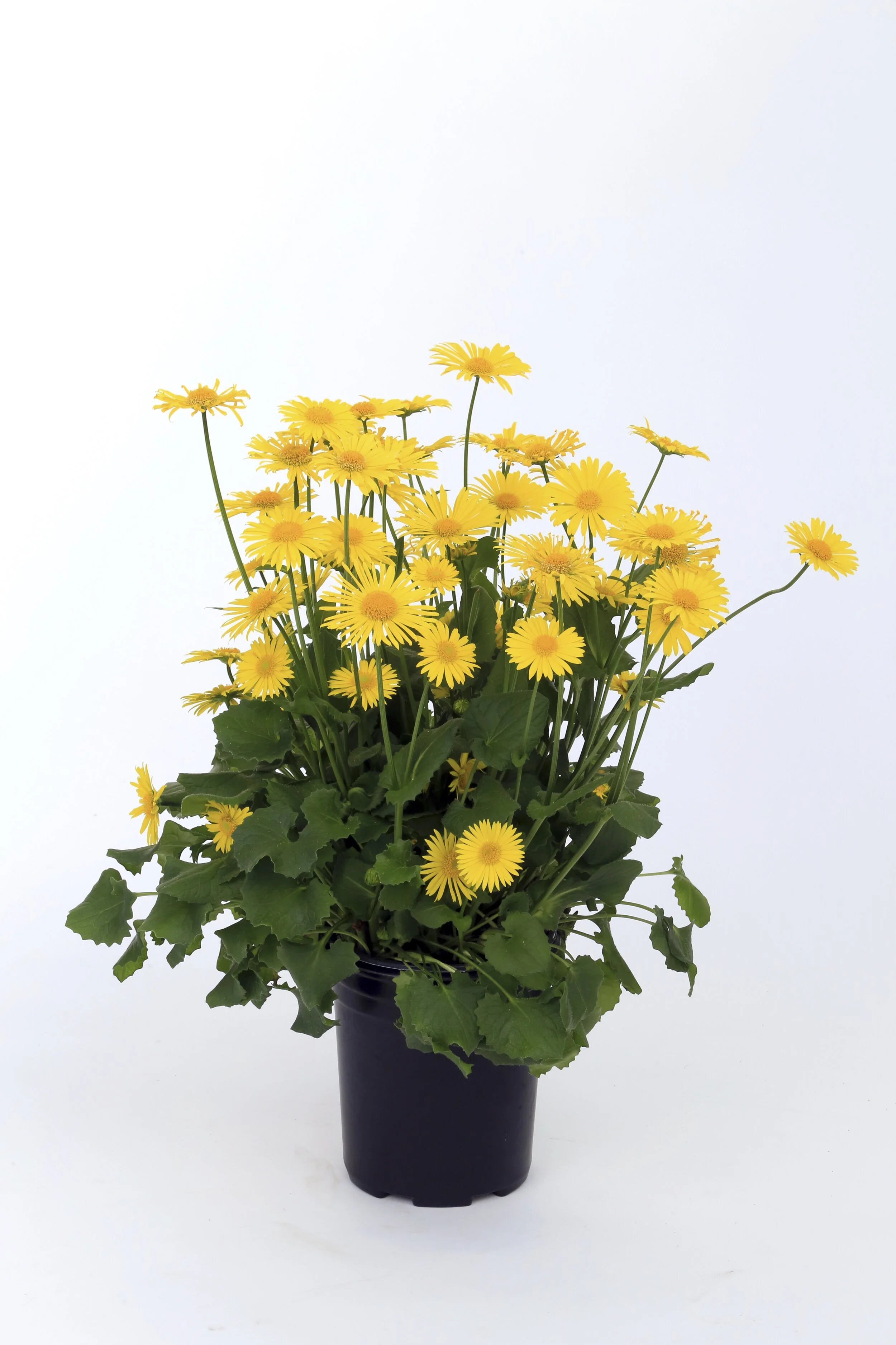Doronicum orientale Leonardo™ Compact Yellow