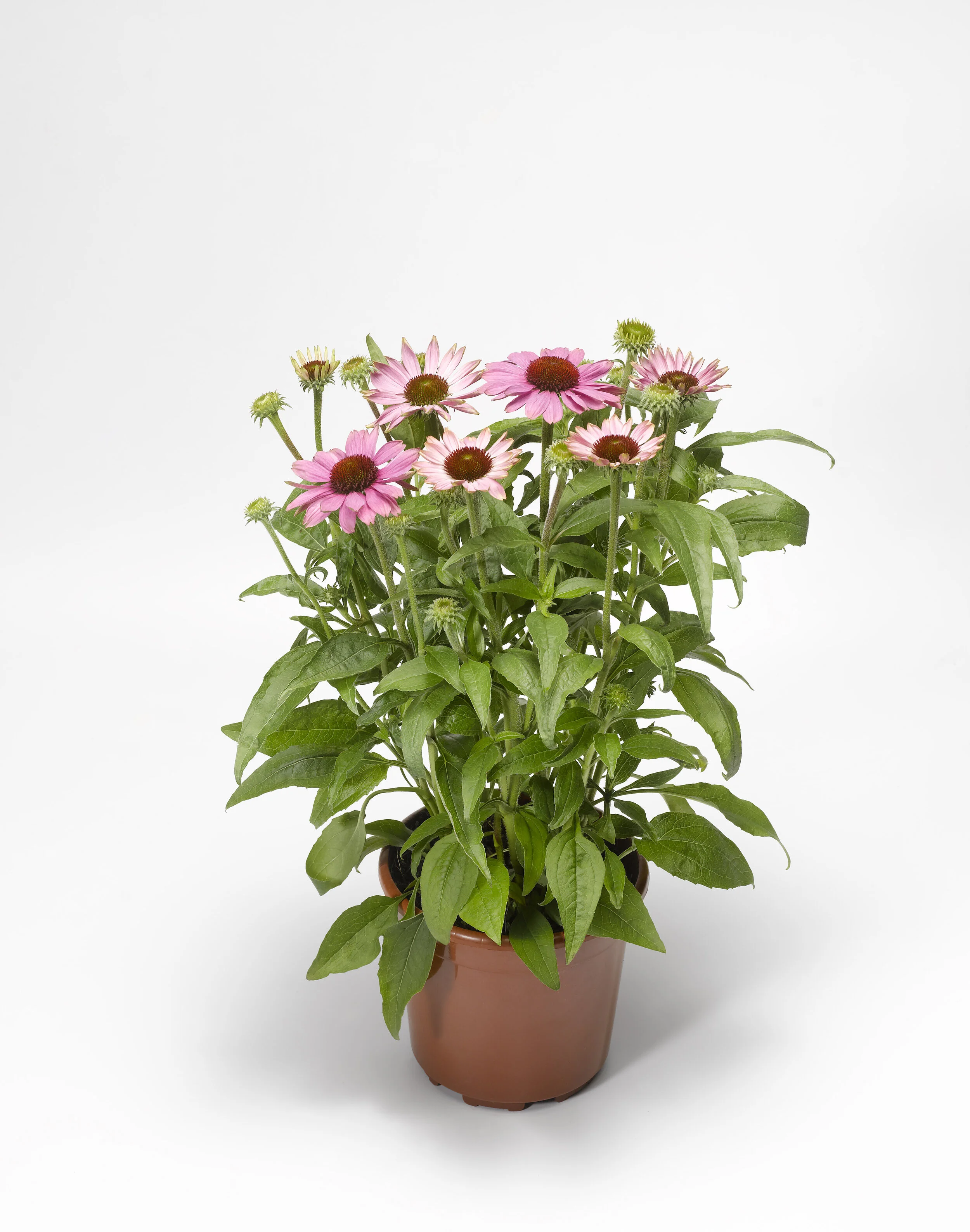 Echinacea purpurea Prairie Splendor™ Compact Rose