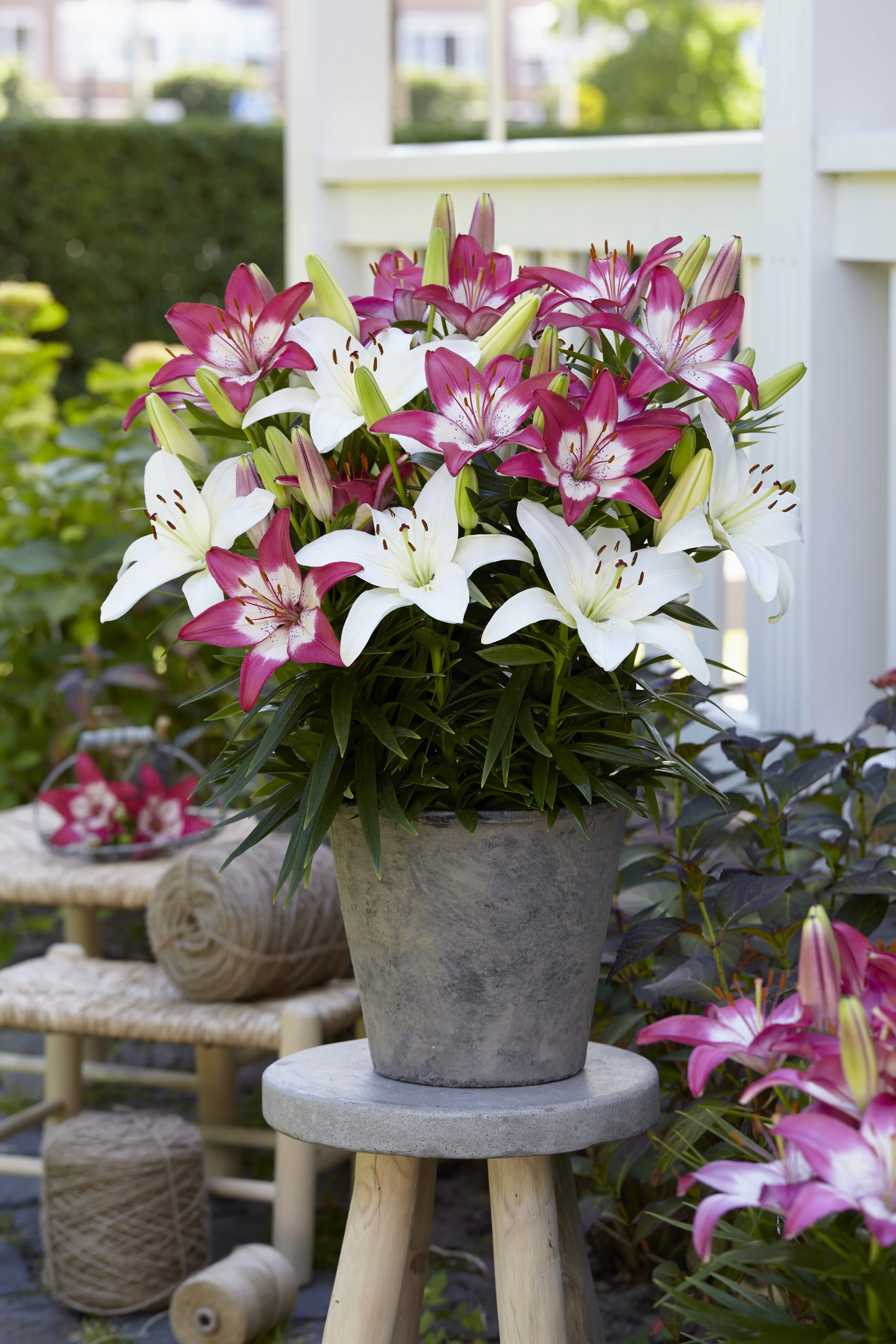 Lilium Asiatic Hybrids Joy Blushing — ThinkPlants