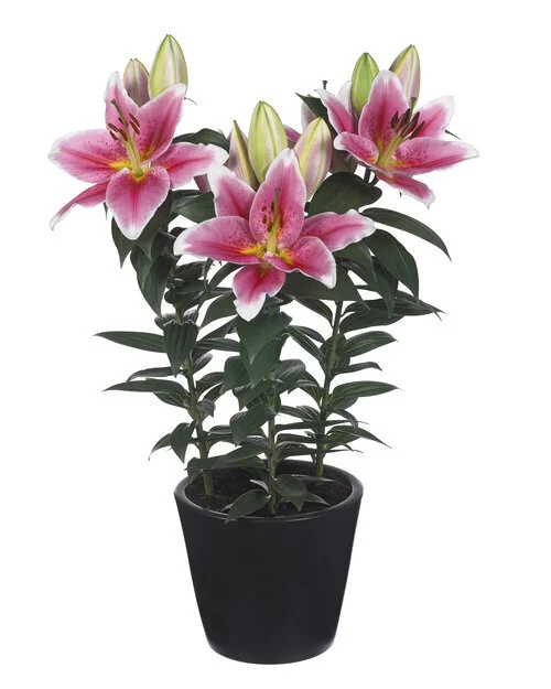 Lilium Oriental Hybrids Romance First