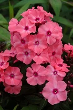 Phlox paniculata Sweet Summer™  Dream™ Orange Rose