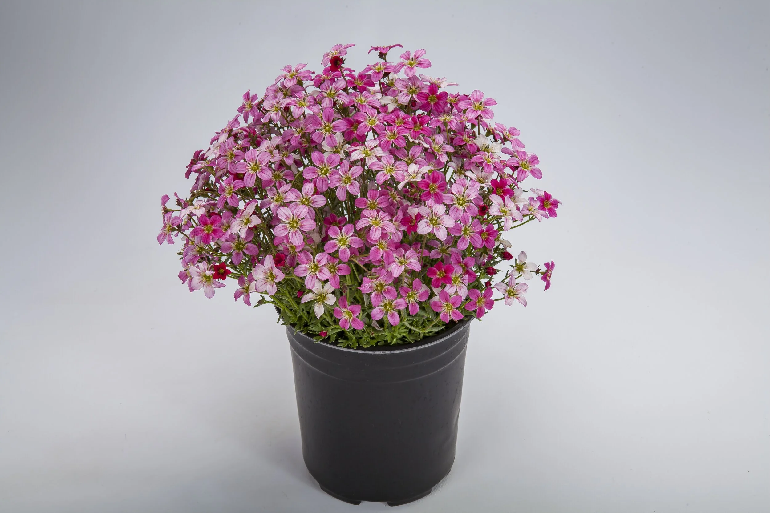 Saxifraga x arendsii Alpino™ Early Carnival