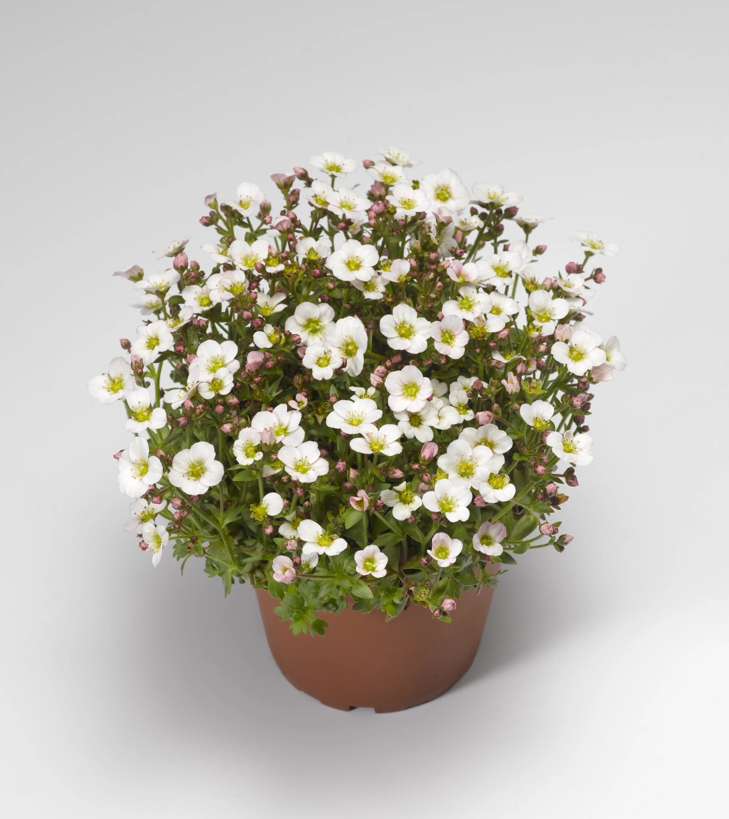 Saxifraga x arendsii Alpino™ Early White