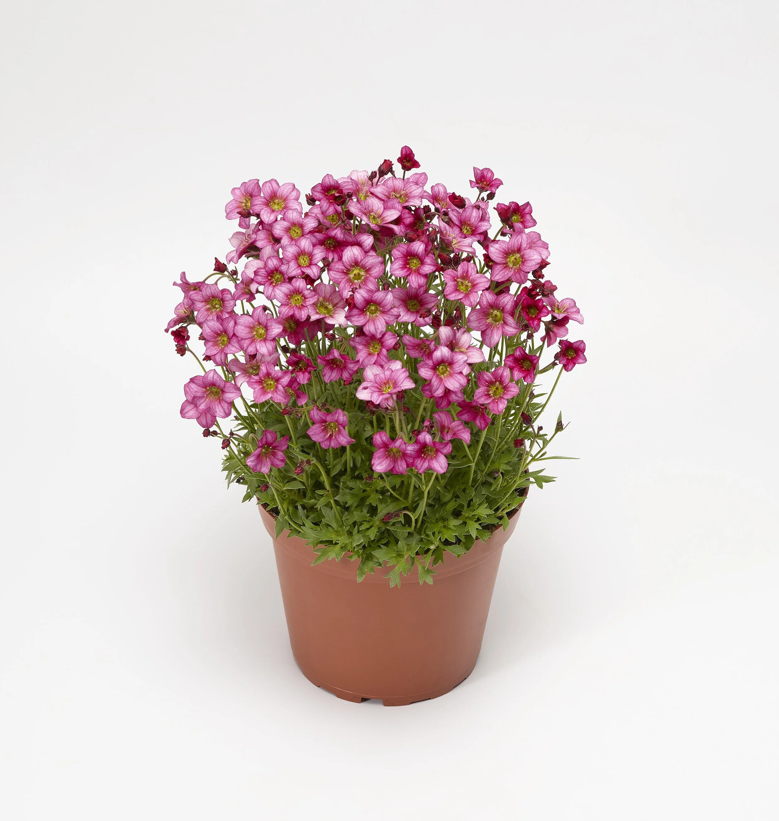 Saxifraga x arendsii Alpino™ Early Rose