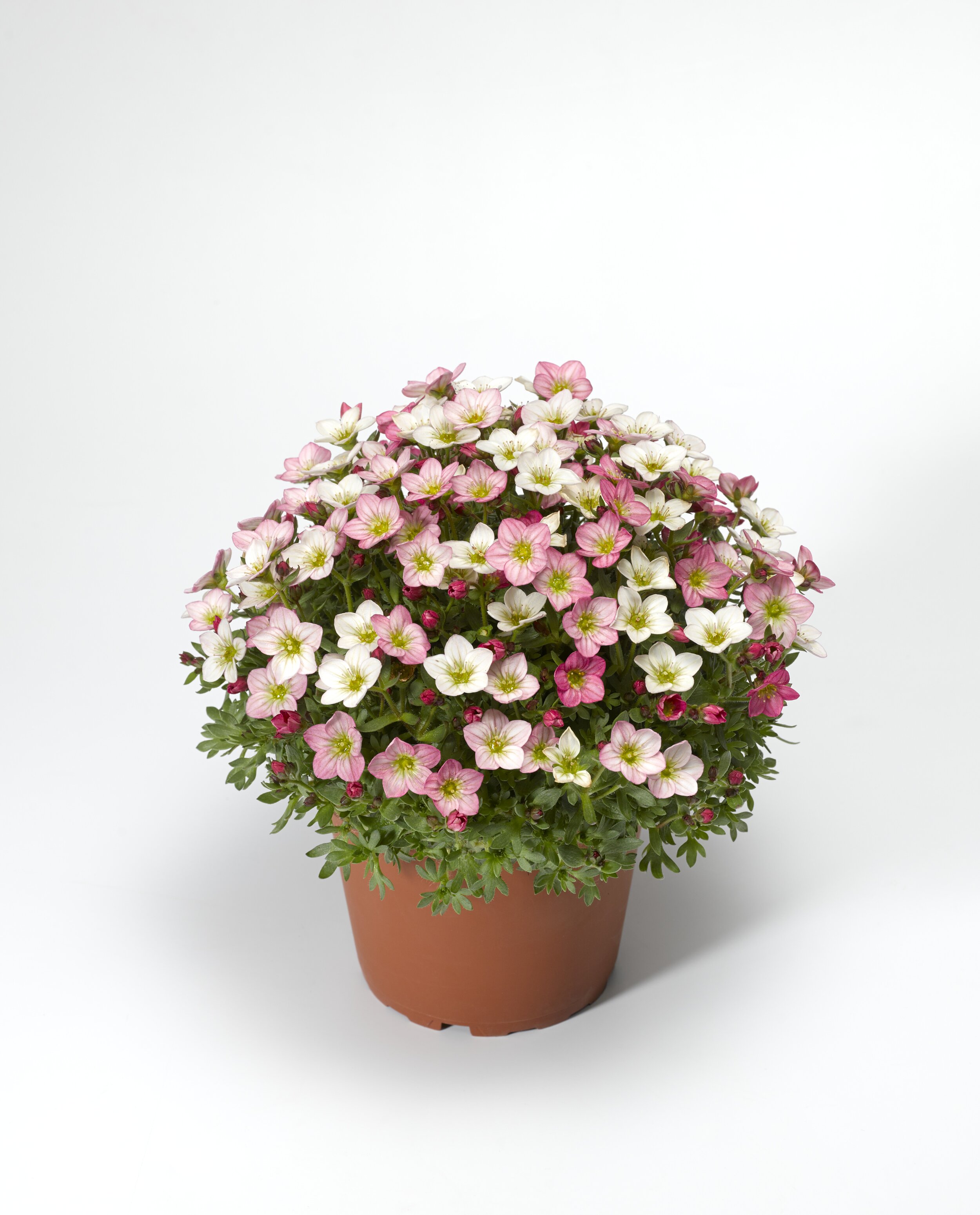 Saxifraga x arendsii Alpino™ Early Magic Salmon