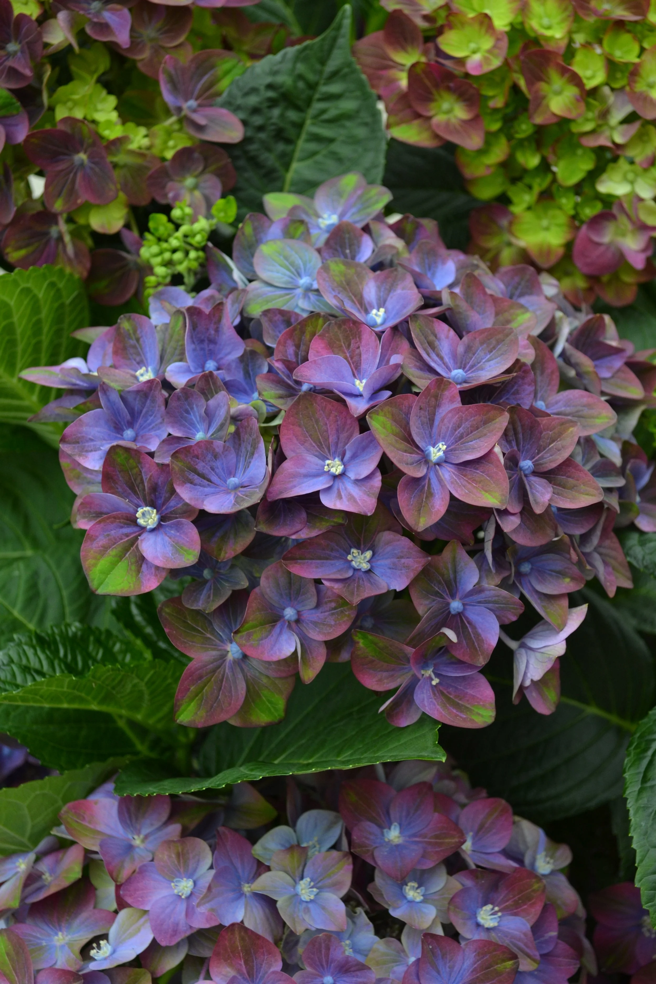 Image of Hydrangea rosso glory garden