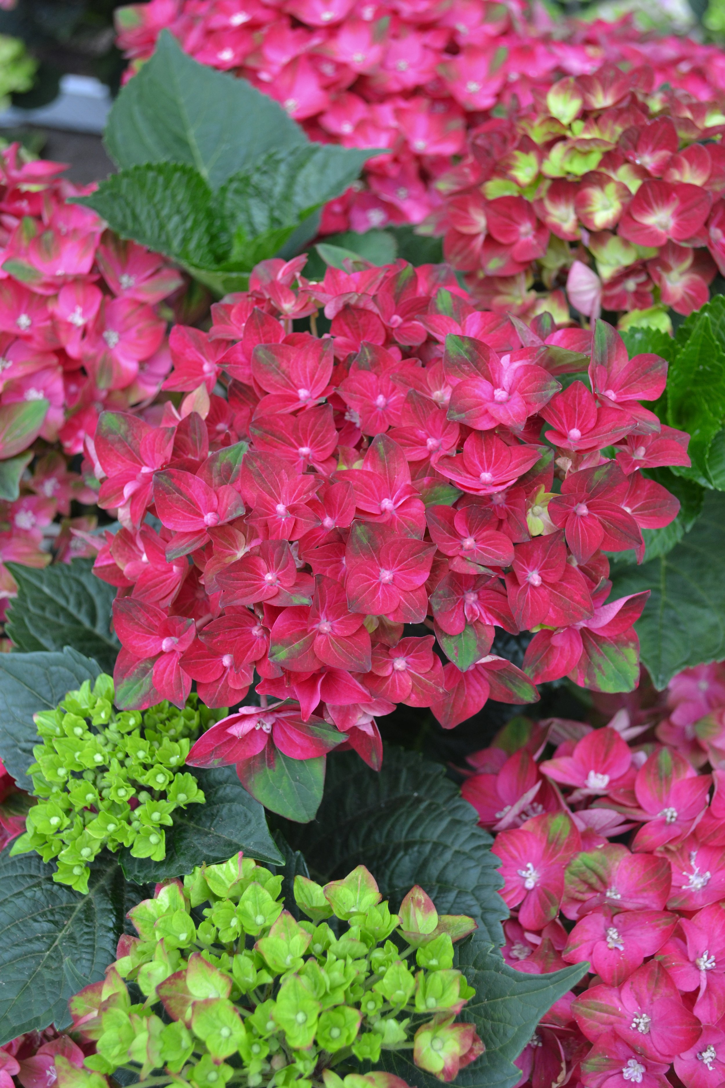 Image of Hydrangea rosso glory flower
