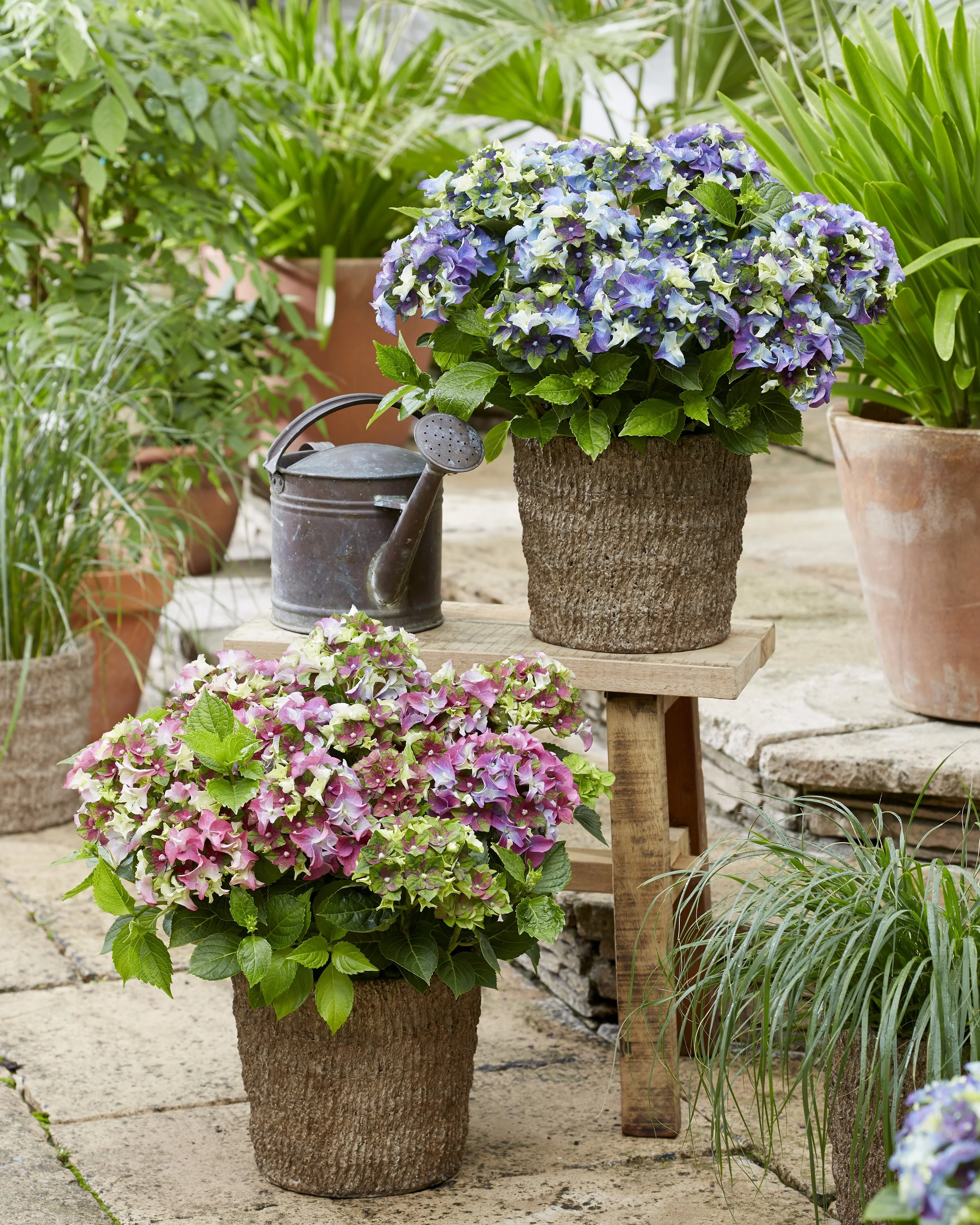 Hydrangea macrophylla BloomChampion® Mysterious™ Pink & Blue