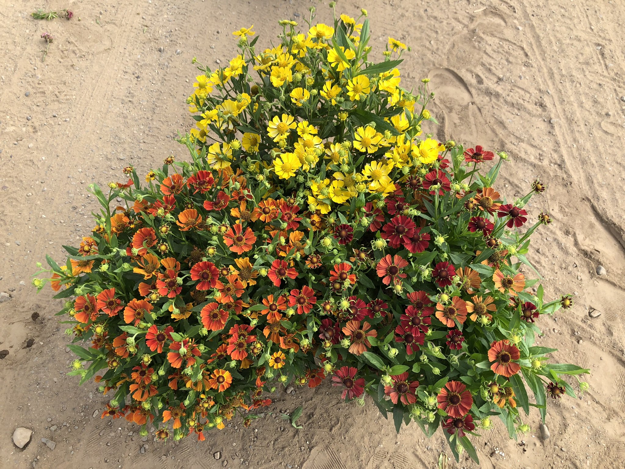 Helenium HayDay™ Series