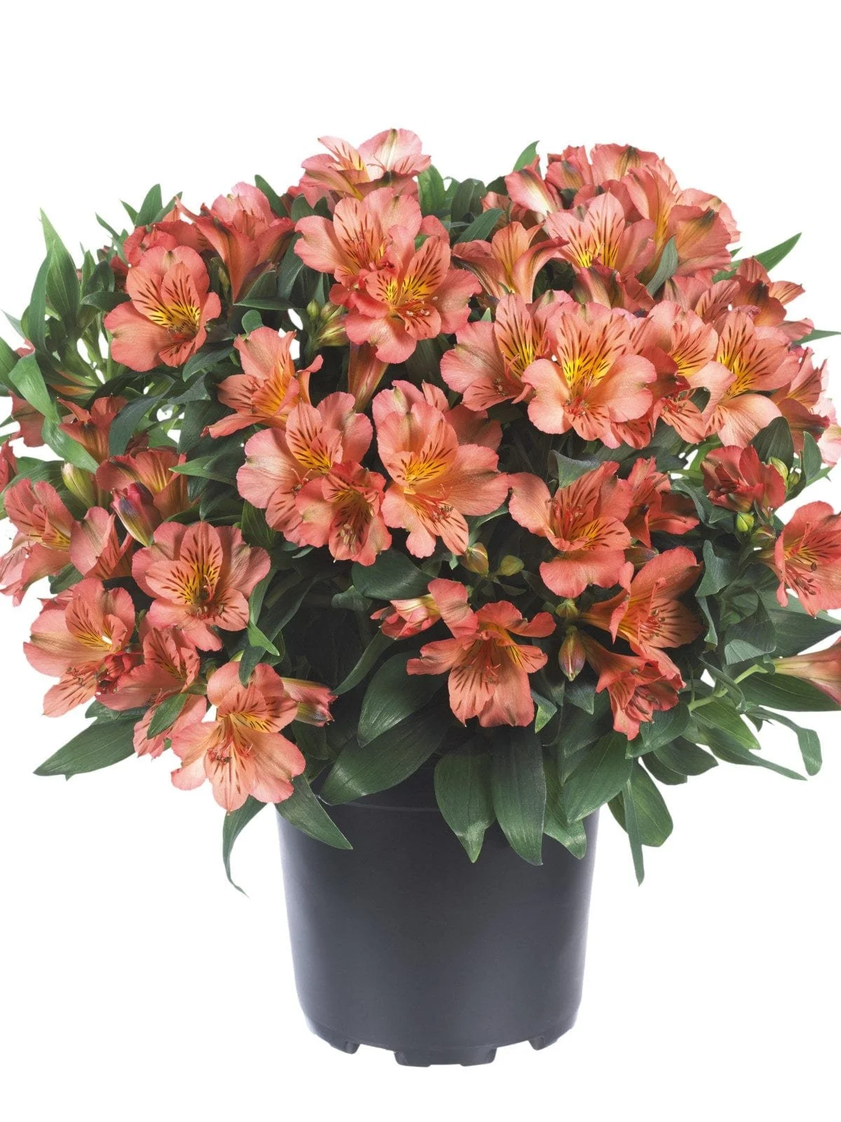 Alstroemeria x hybrida Colorita® Eliane Orange