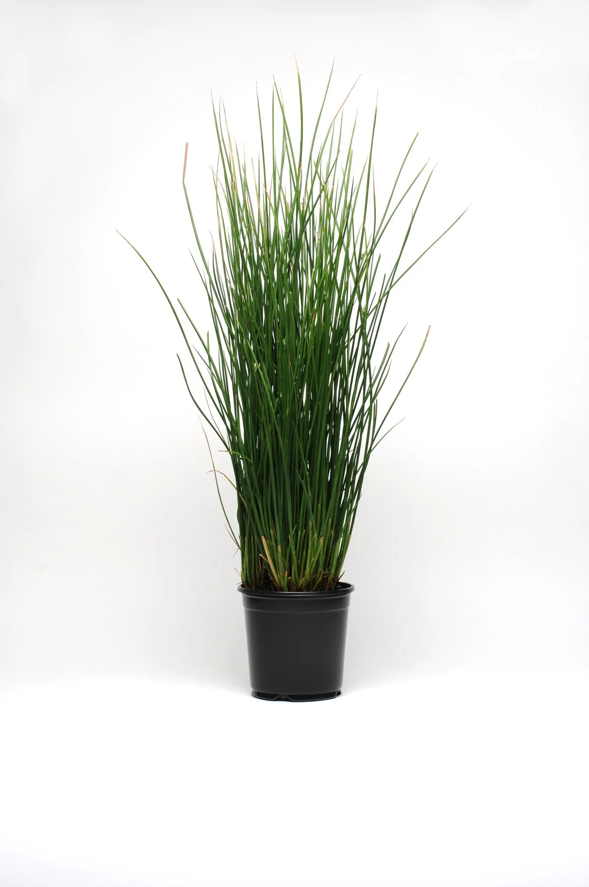 ColorGrass® Juncus pallidus Javelin