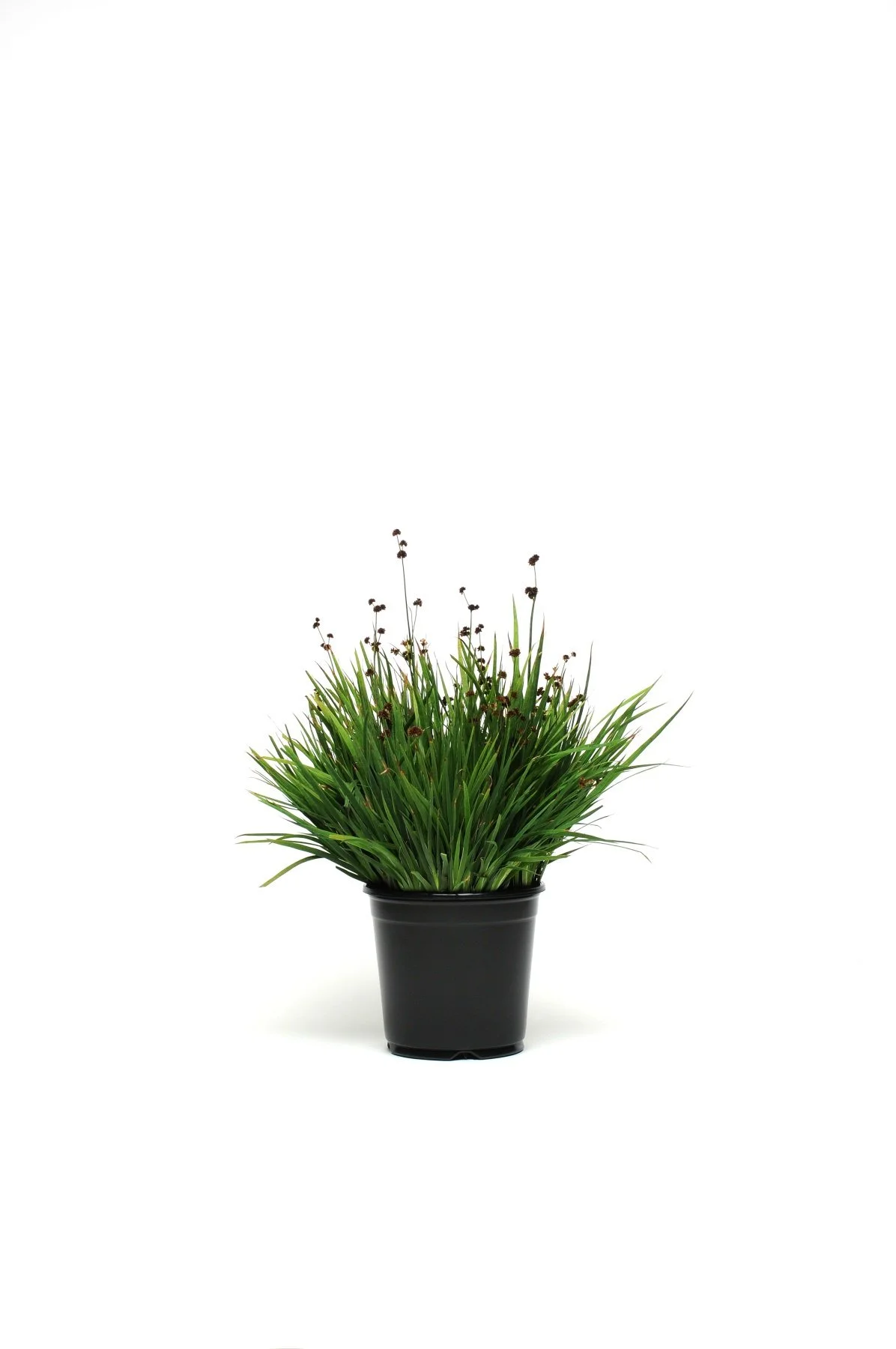 ColorGrass® Juncus ensifolius Starhead