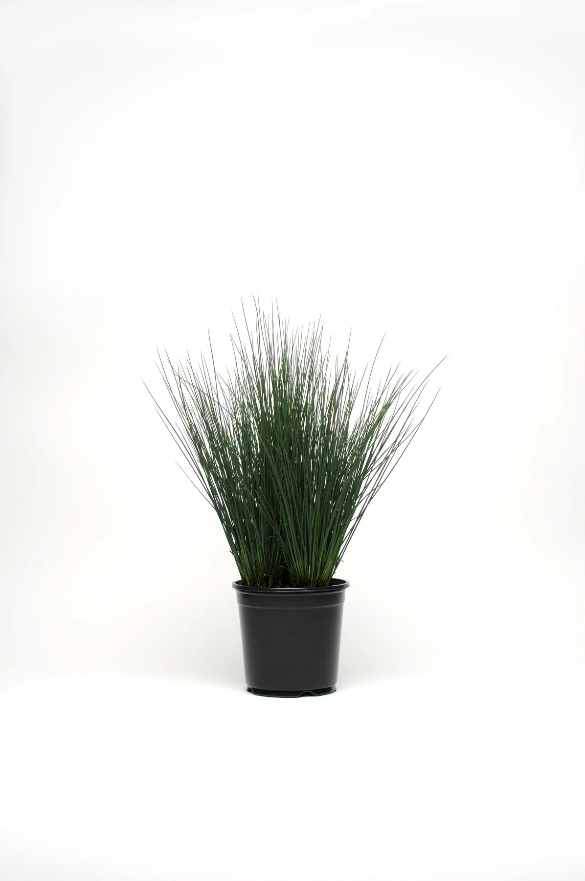 ColorGrass® Juncus tenuis Blue Dart