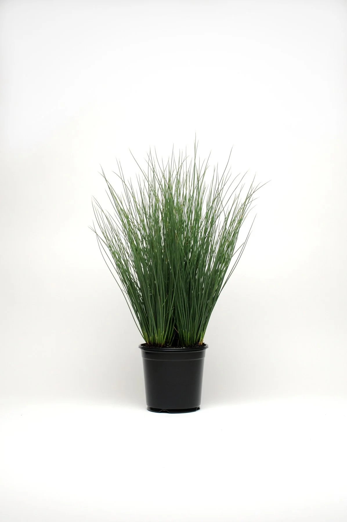 ColorGrass® Juncus inflexus Blue Arrows