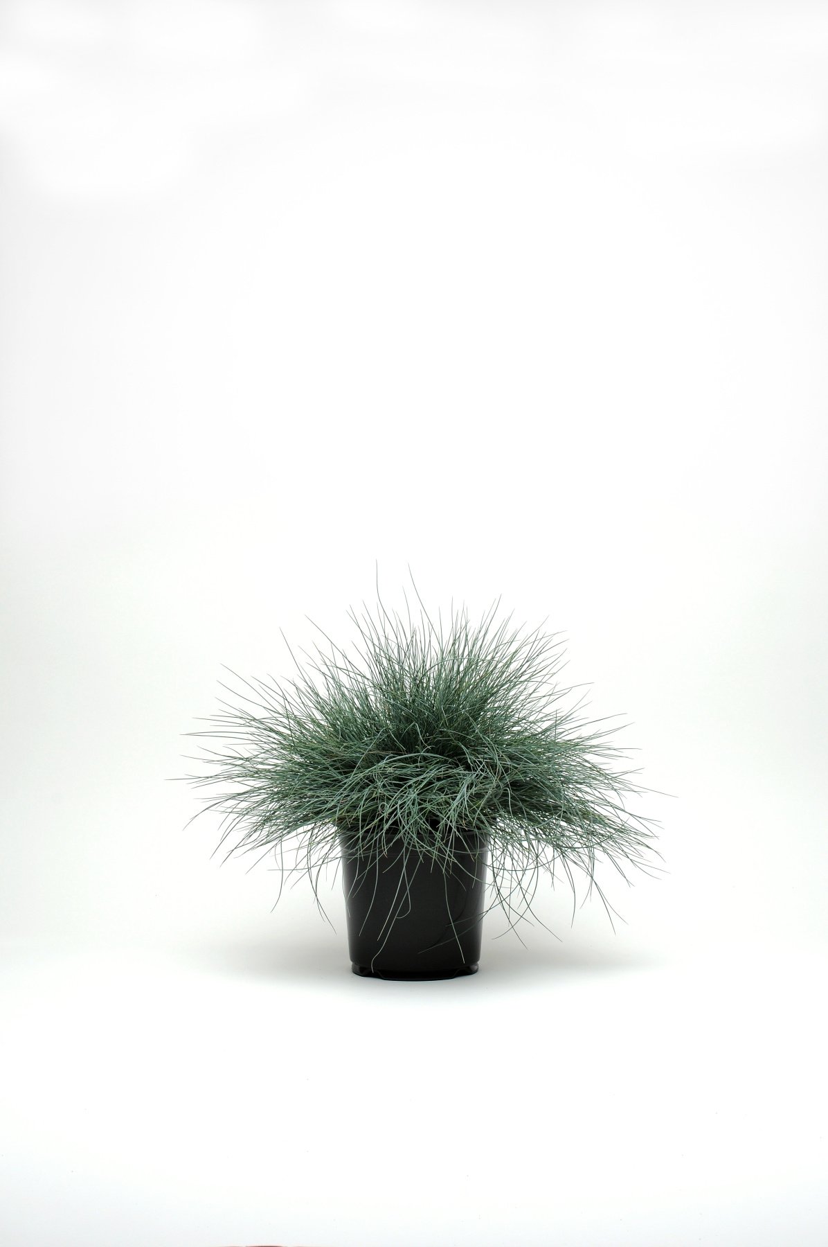 ColorGrass® Festuca cinerea Festina