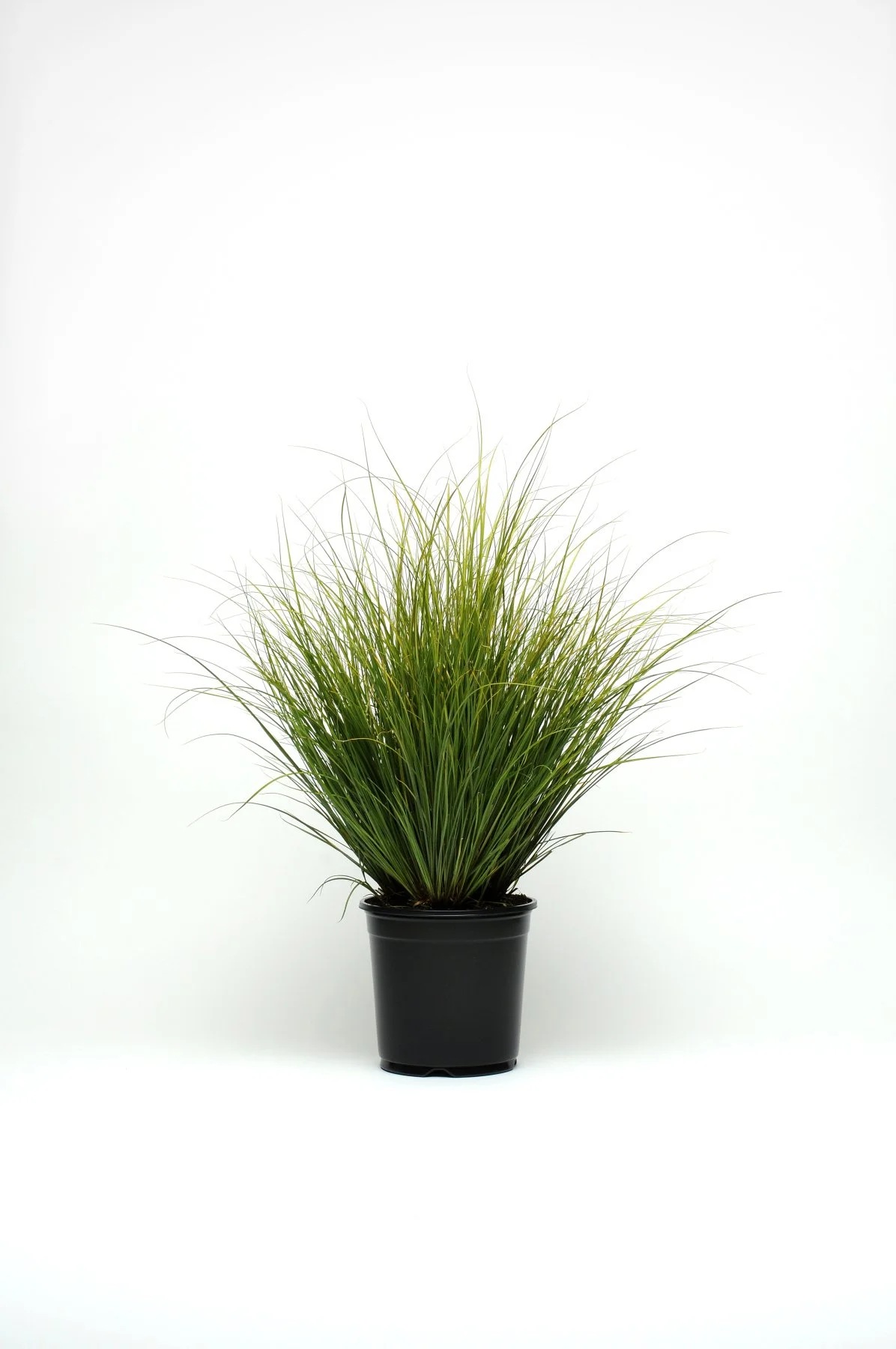 ColorGrass® Carex comans Phoenix Green