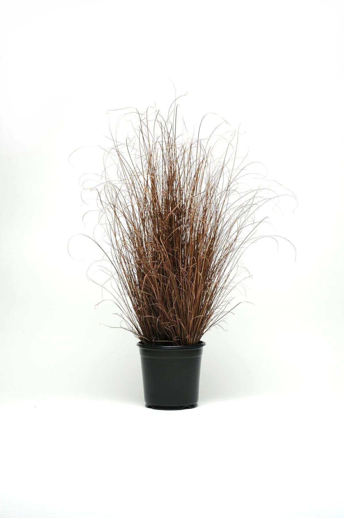 ColorGrass® Carex buchananii Red Rooster