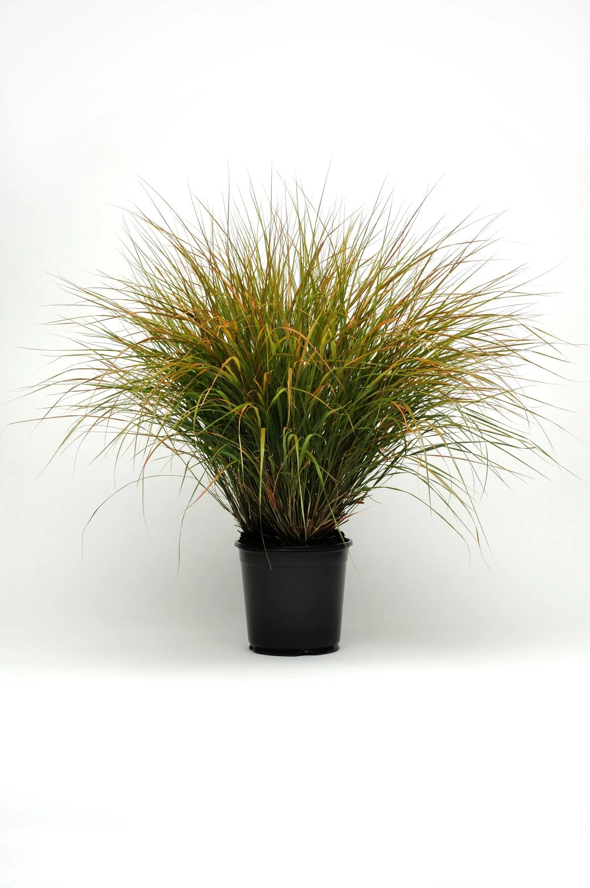 ColorGrass® Anemanthele lessoniana Sirocco