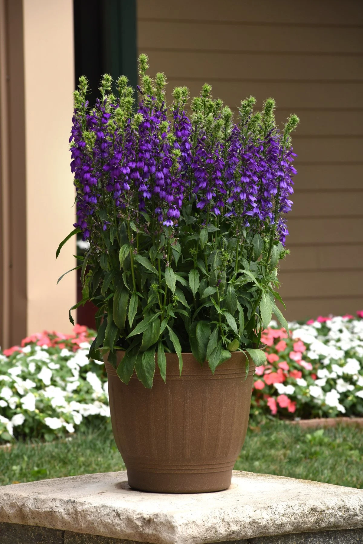 Lobelia x. speciosa Starship™ Blue