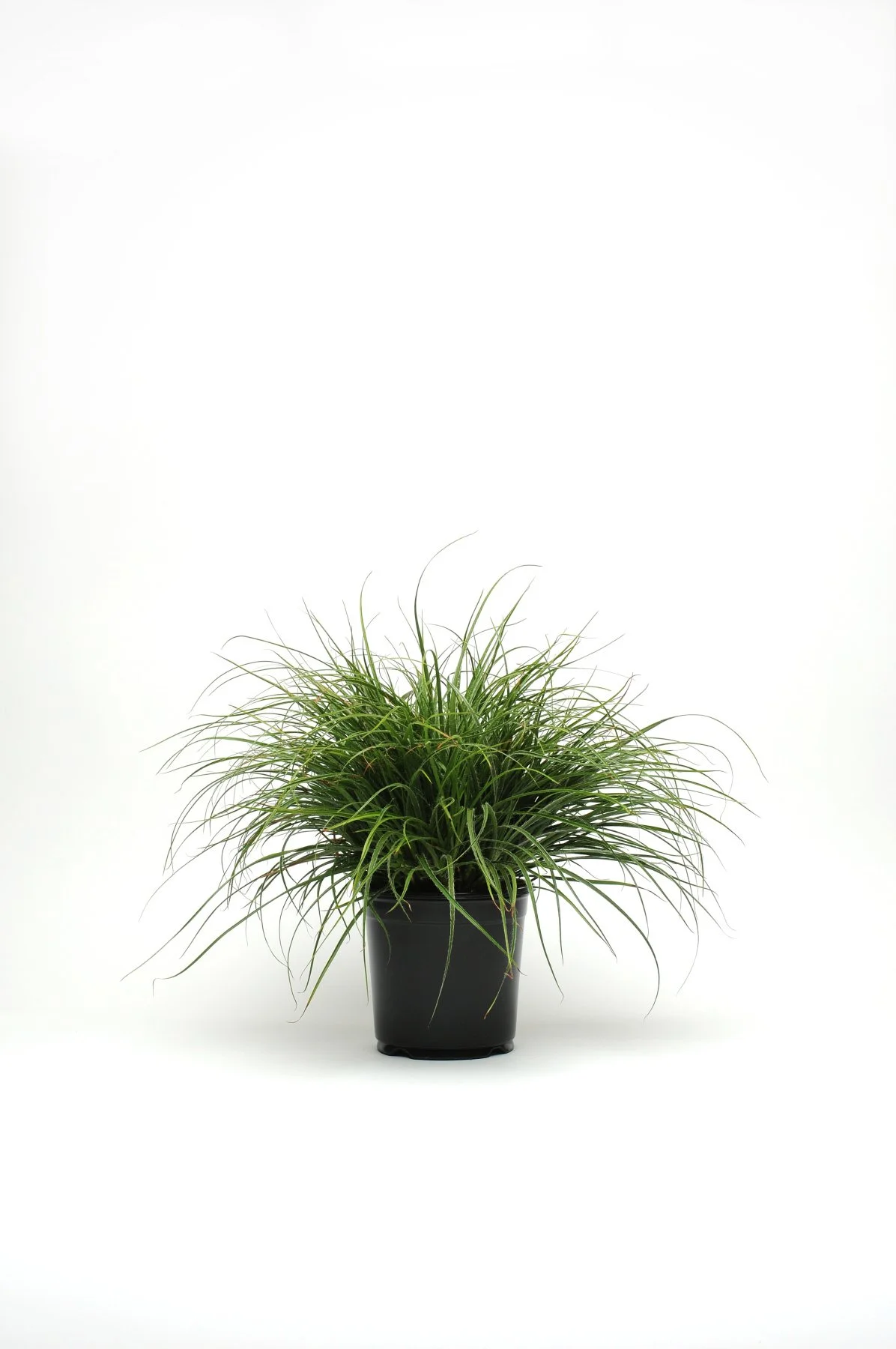 ColorGrass® Luzula nivea Lucius