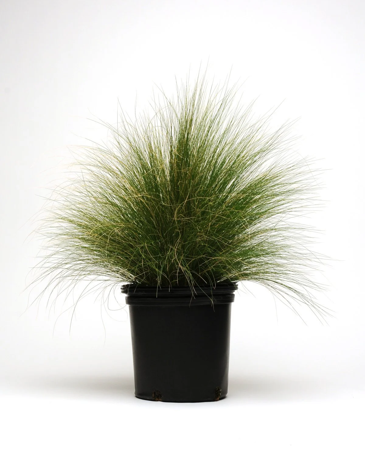 ColorGrass® Stipa tenuissima Pony Tails