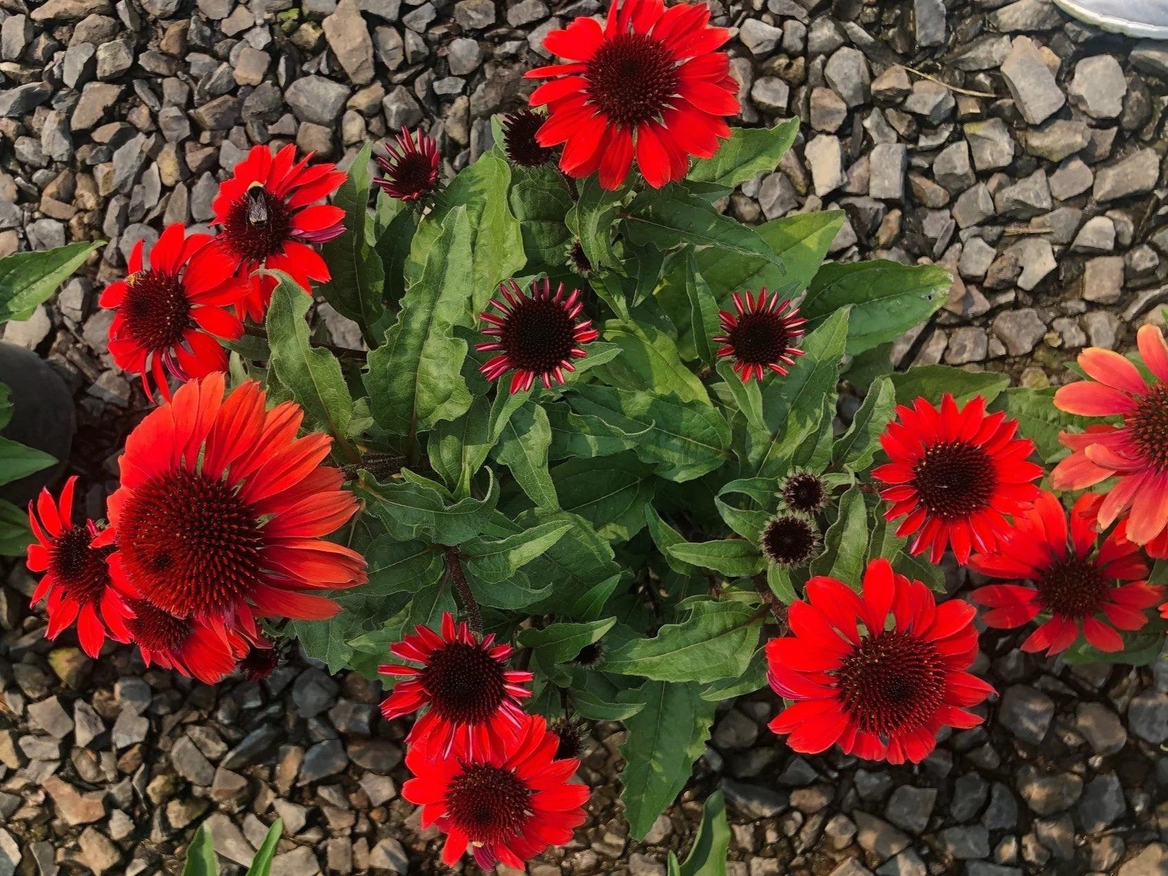 Echinacea Panama™ Red