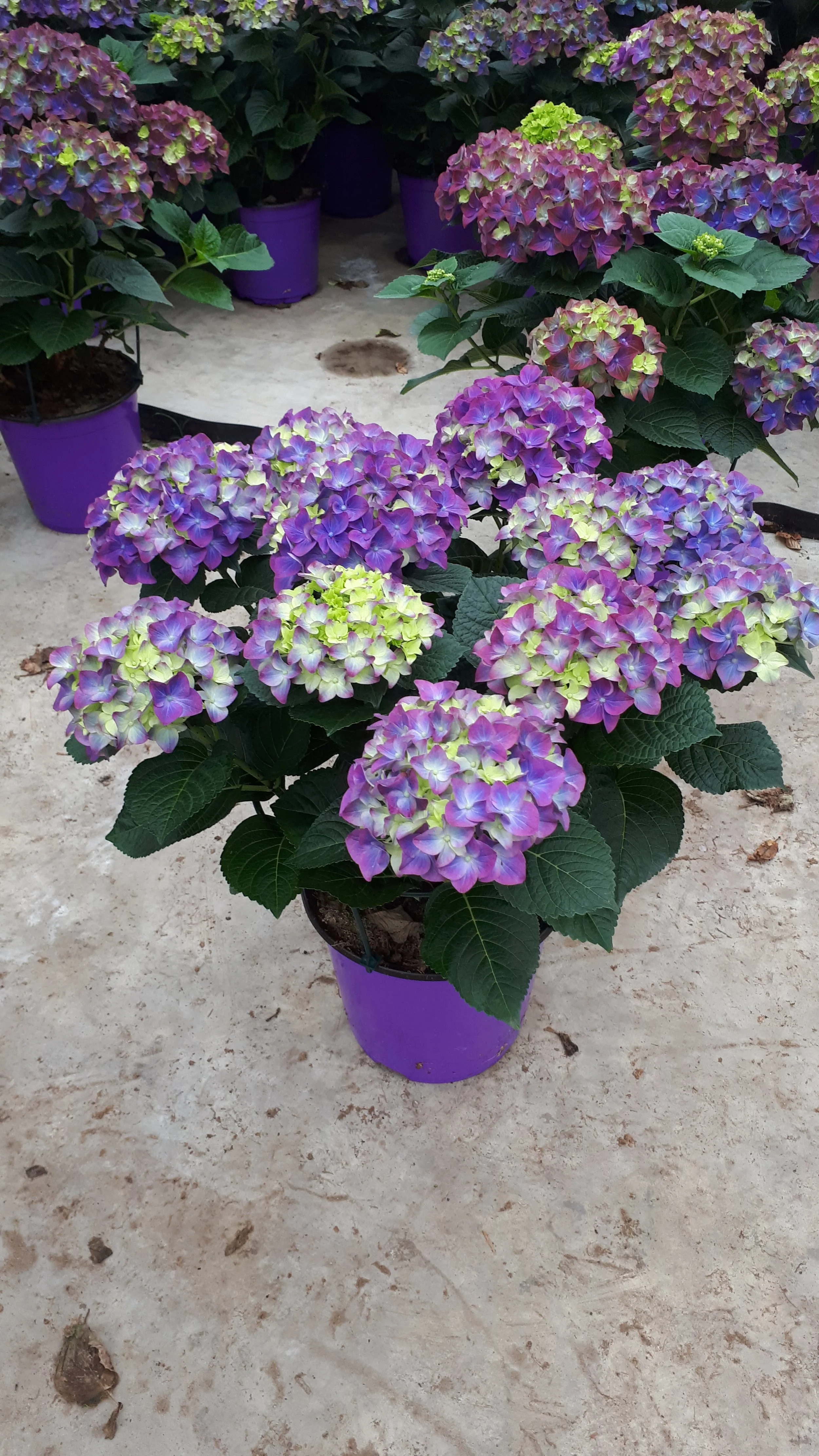 Hydrangea macrophylla BloomChampion® Rosso Glory