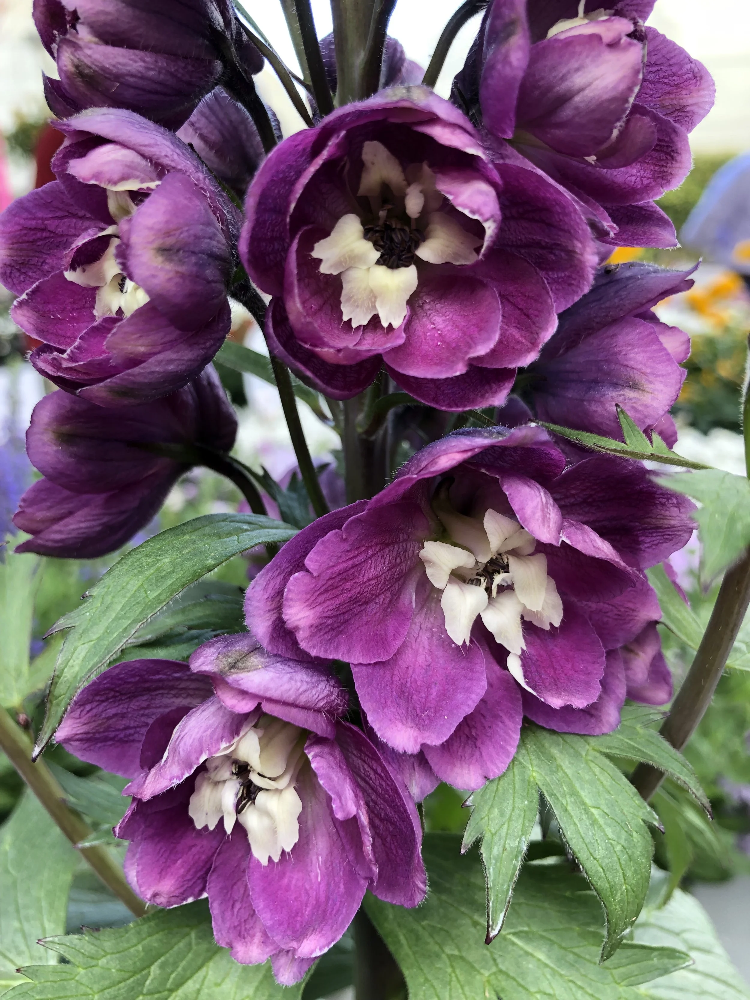 Delphinium