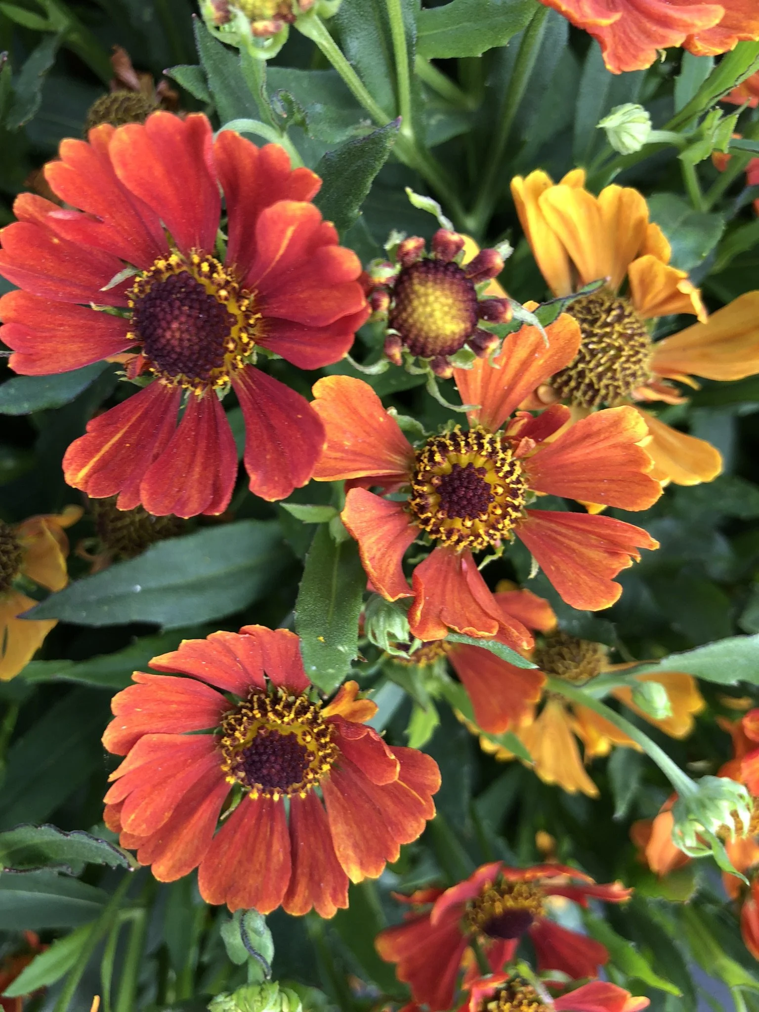 Helenium