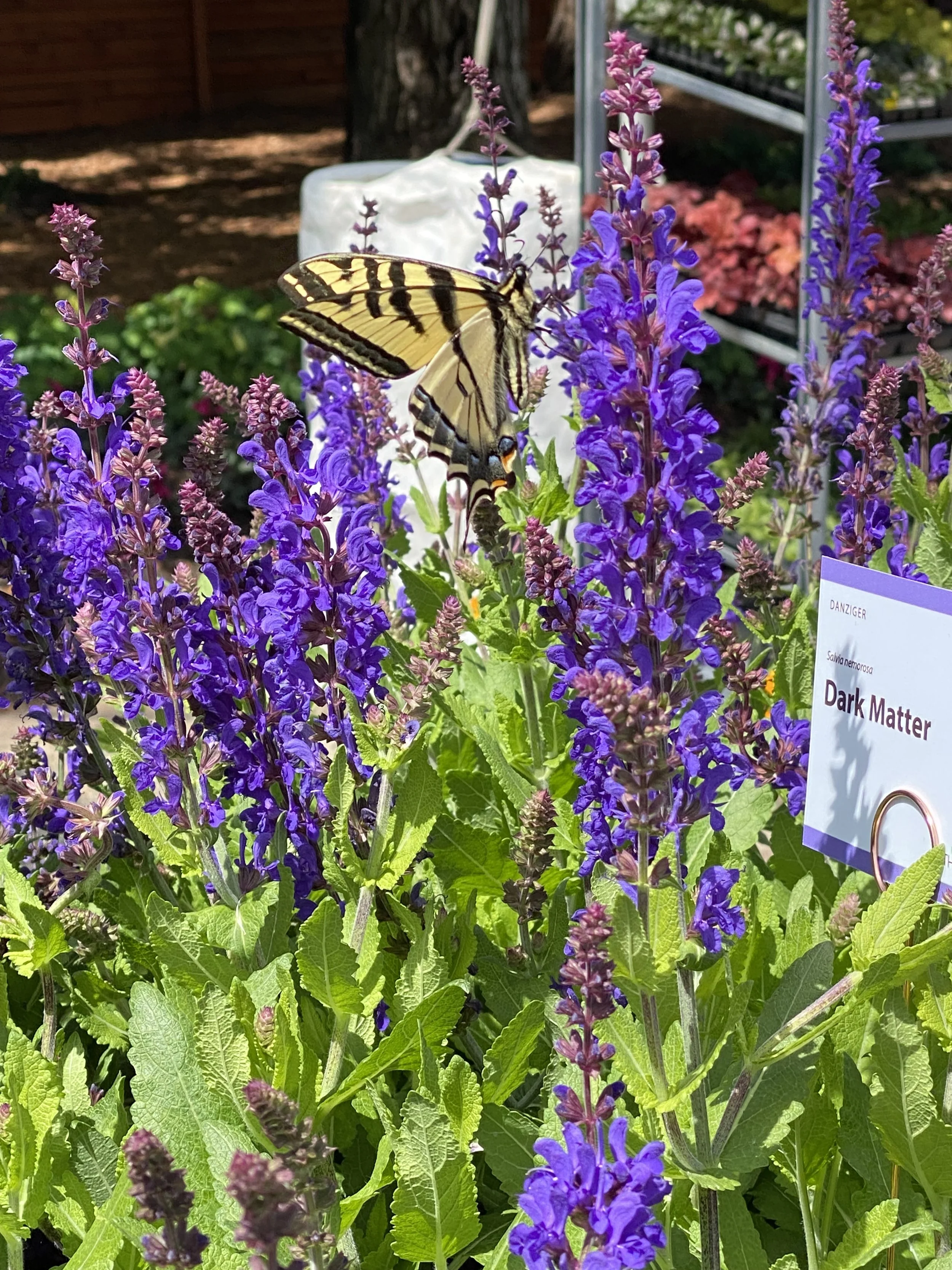 Salvia