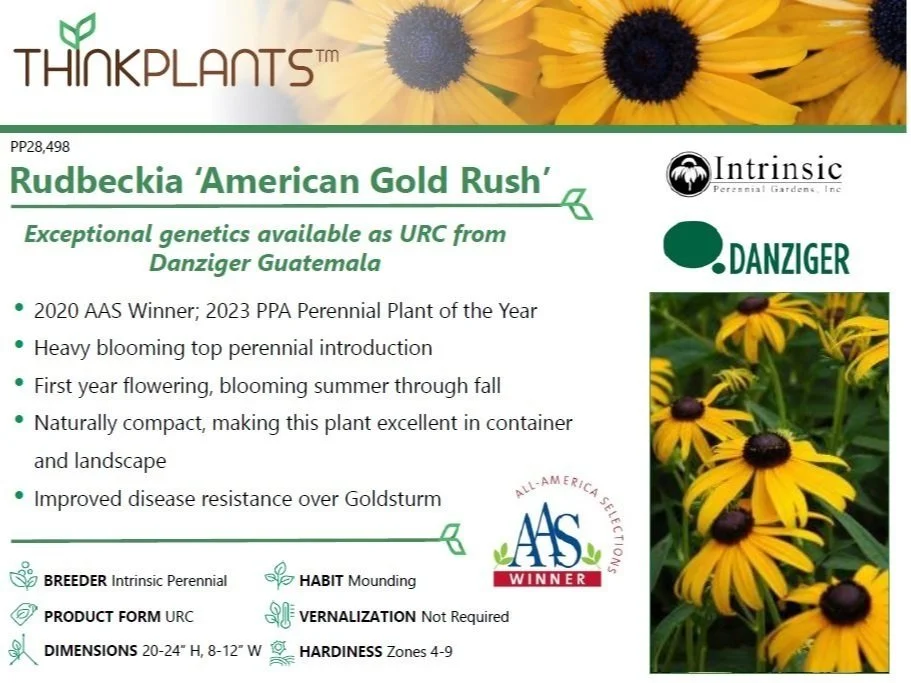Rudbeckia American Gold Rush