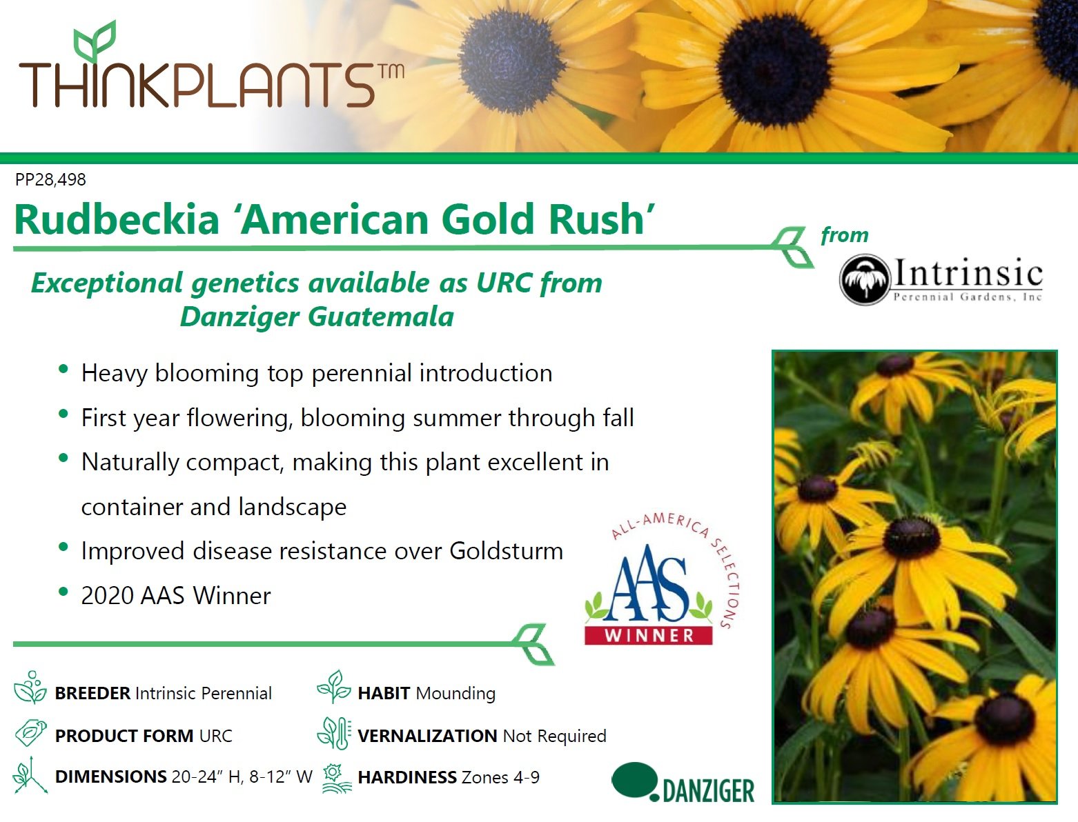 Rudbeckia American Goldrush.jpg