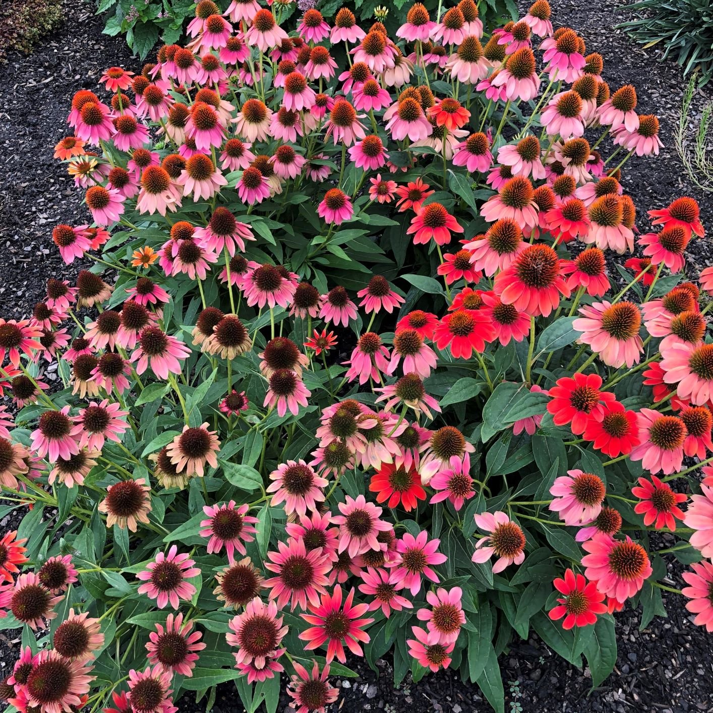 Echinacea purpurea Prairie Blaze™ Orange Sunset — ThinkPlants