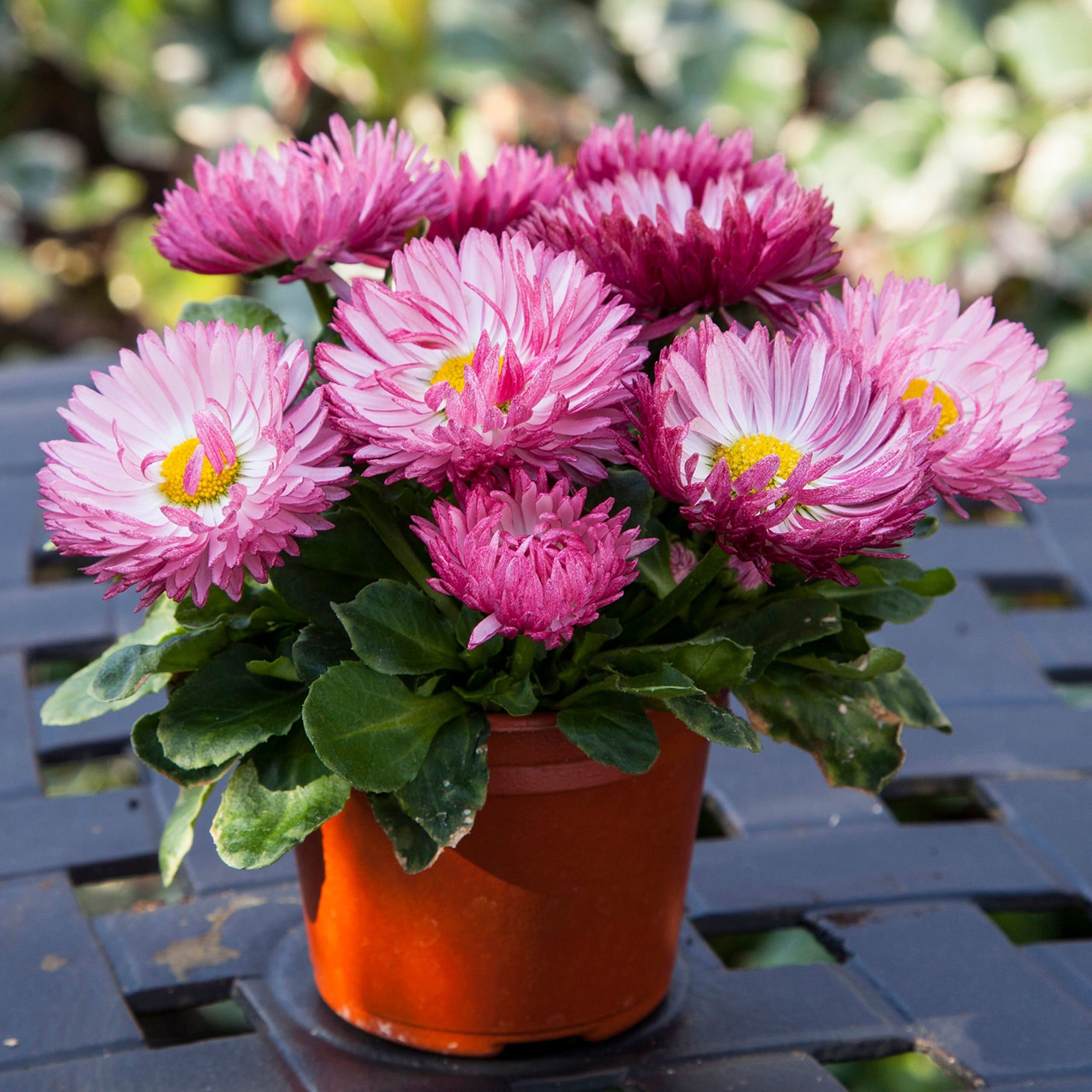 Build Your Perennial Quart Program
