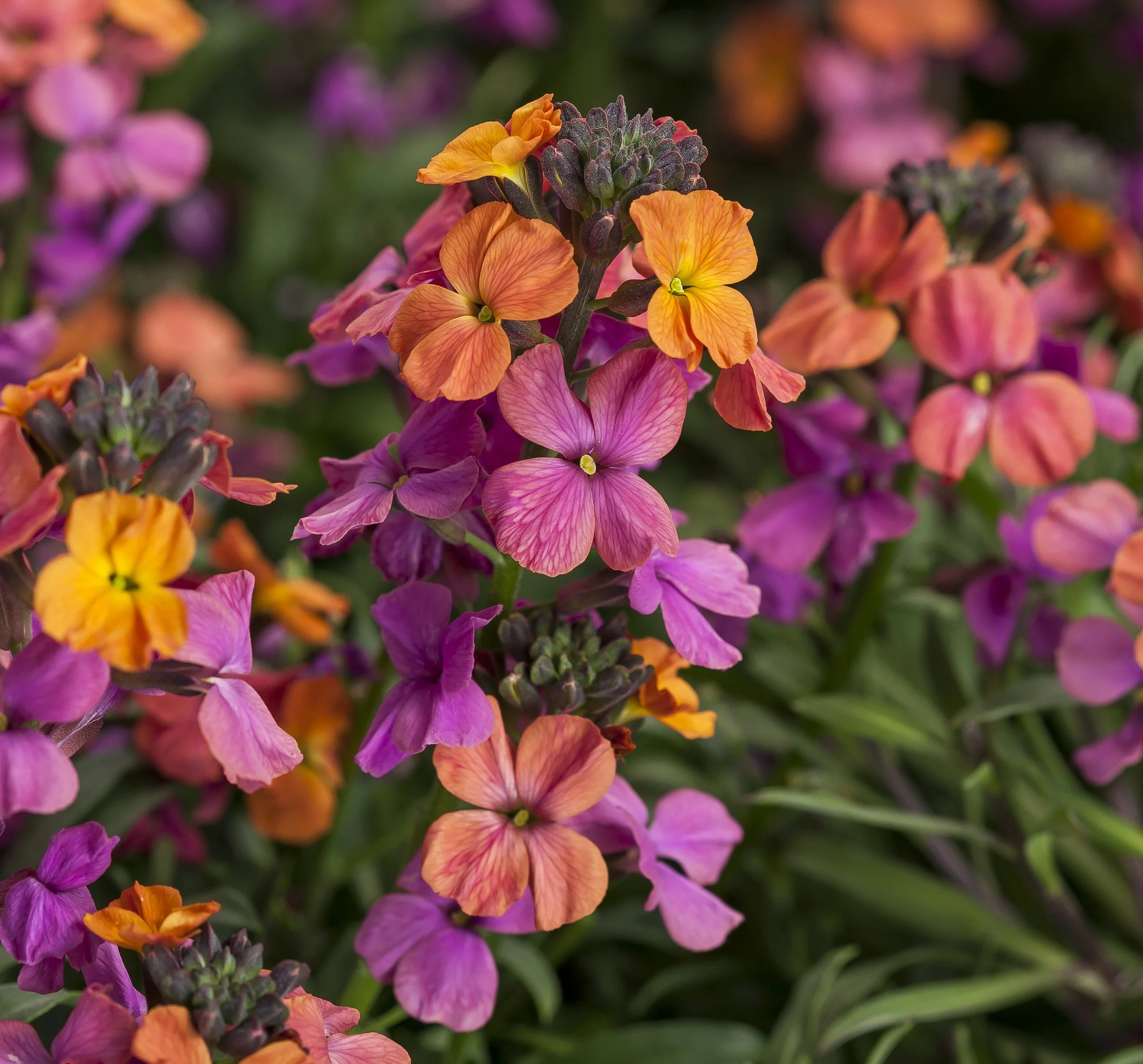 Erysimum Erysistible™ Bronze Rose — ThinkPlants