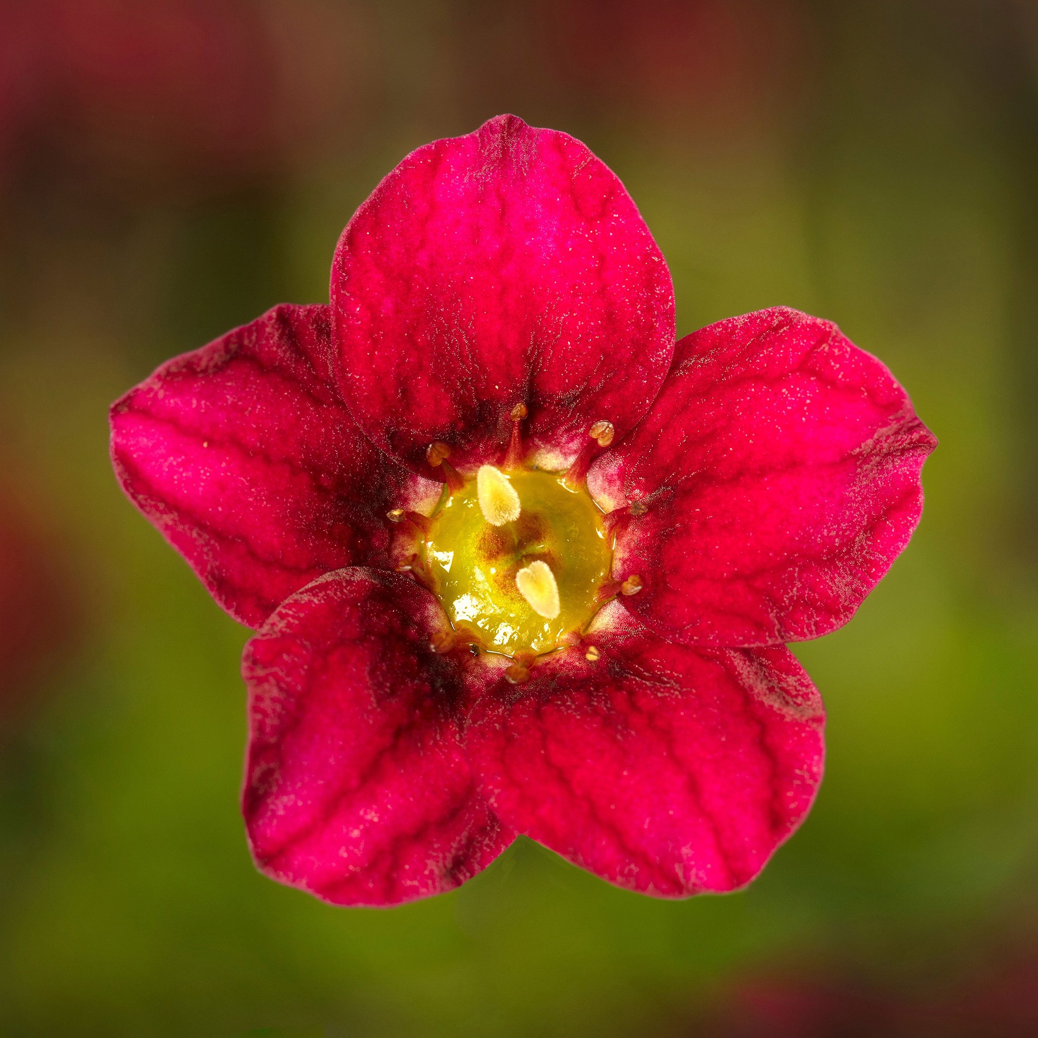 Saxifraga Alpino™ Early Deep Red.jpg