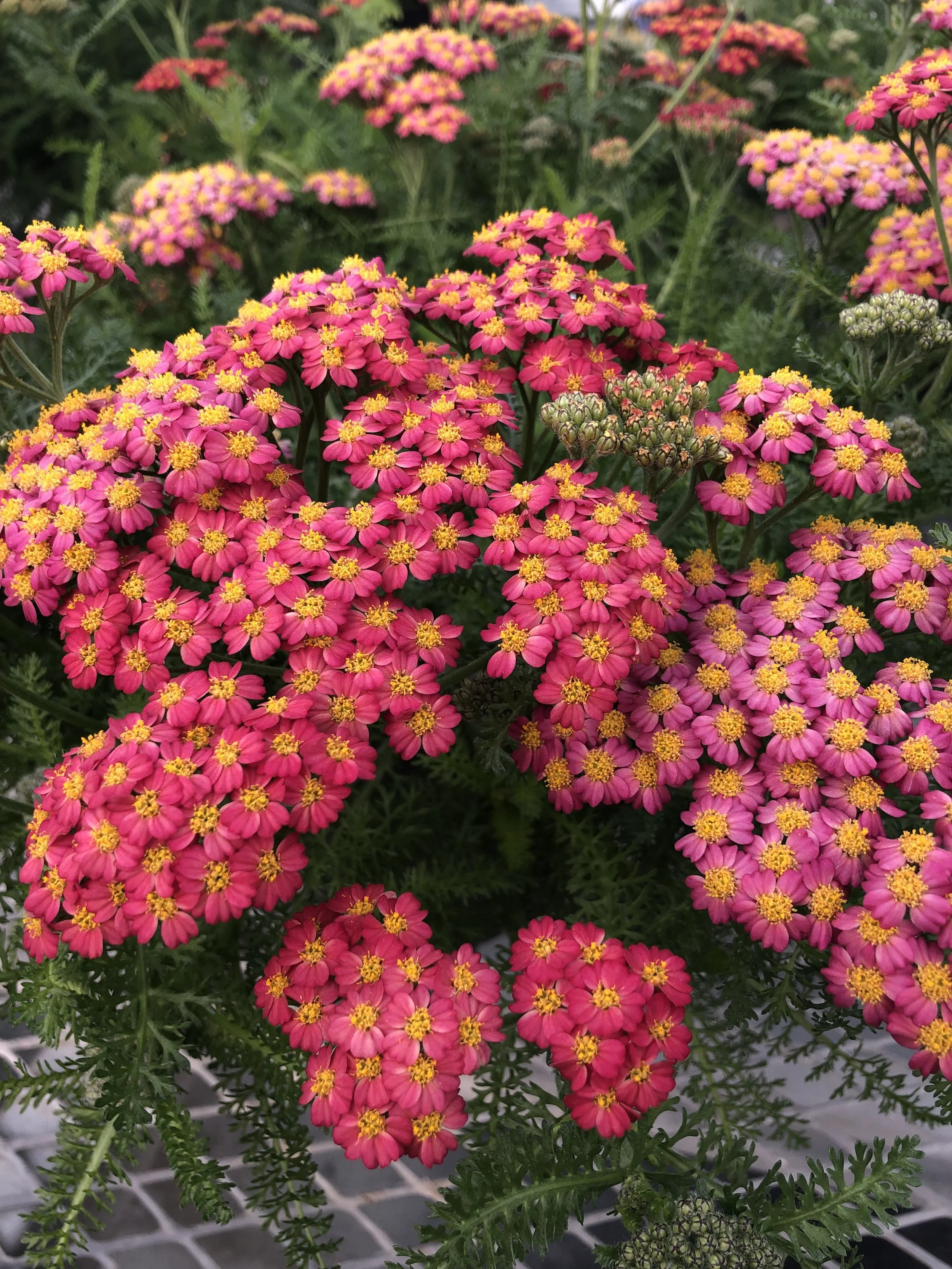 Achillea