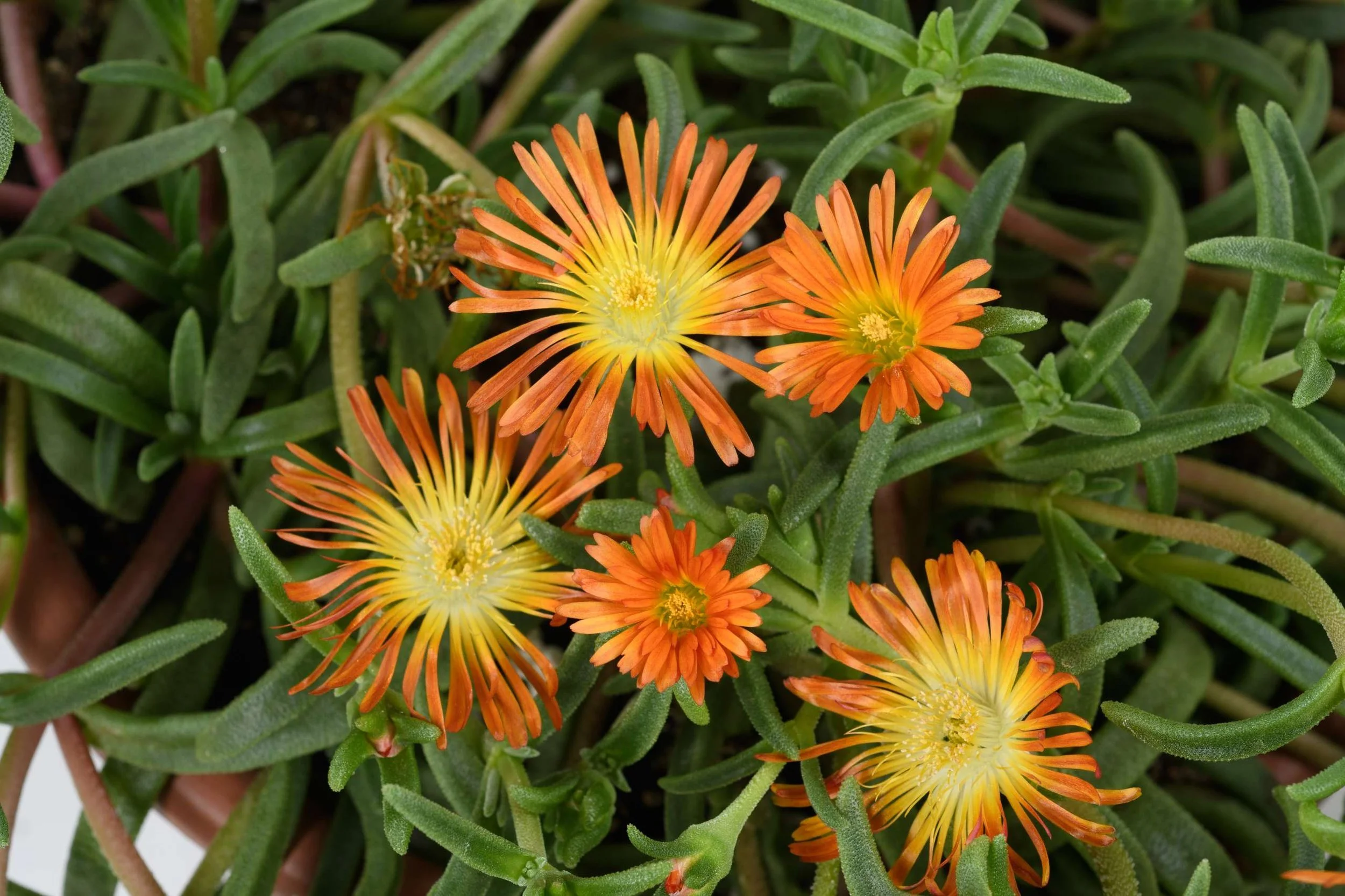 Delosperma SANDGEM™