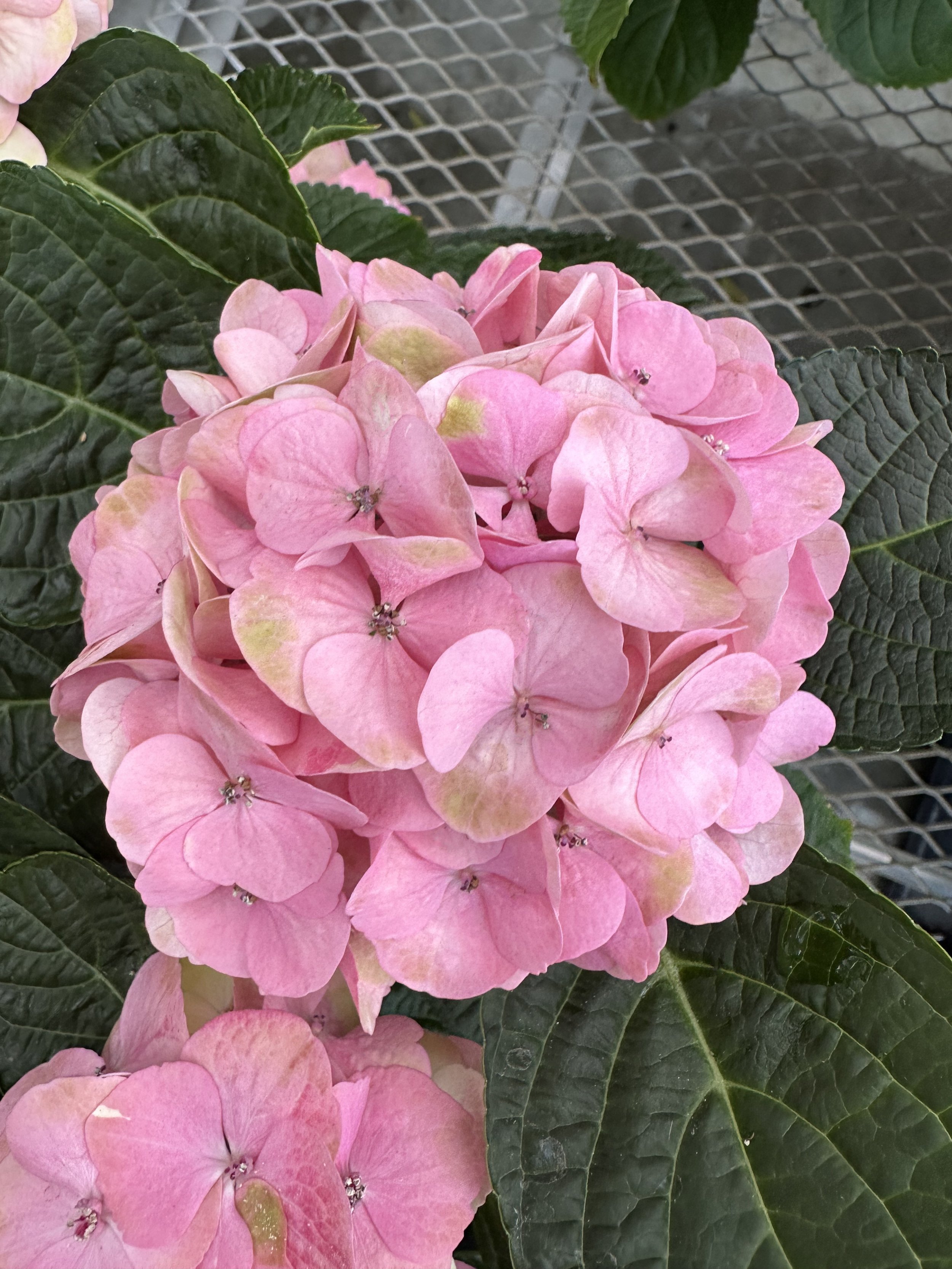 Hydrangea macrophylla My Beautiful Salmon Surprise.jpeg