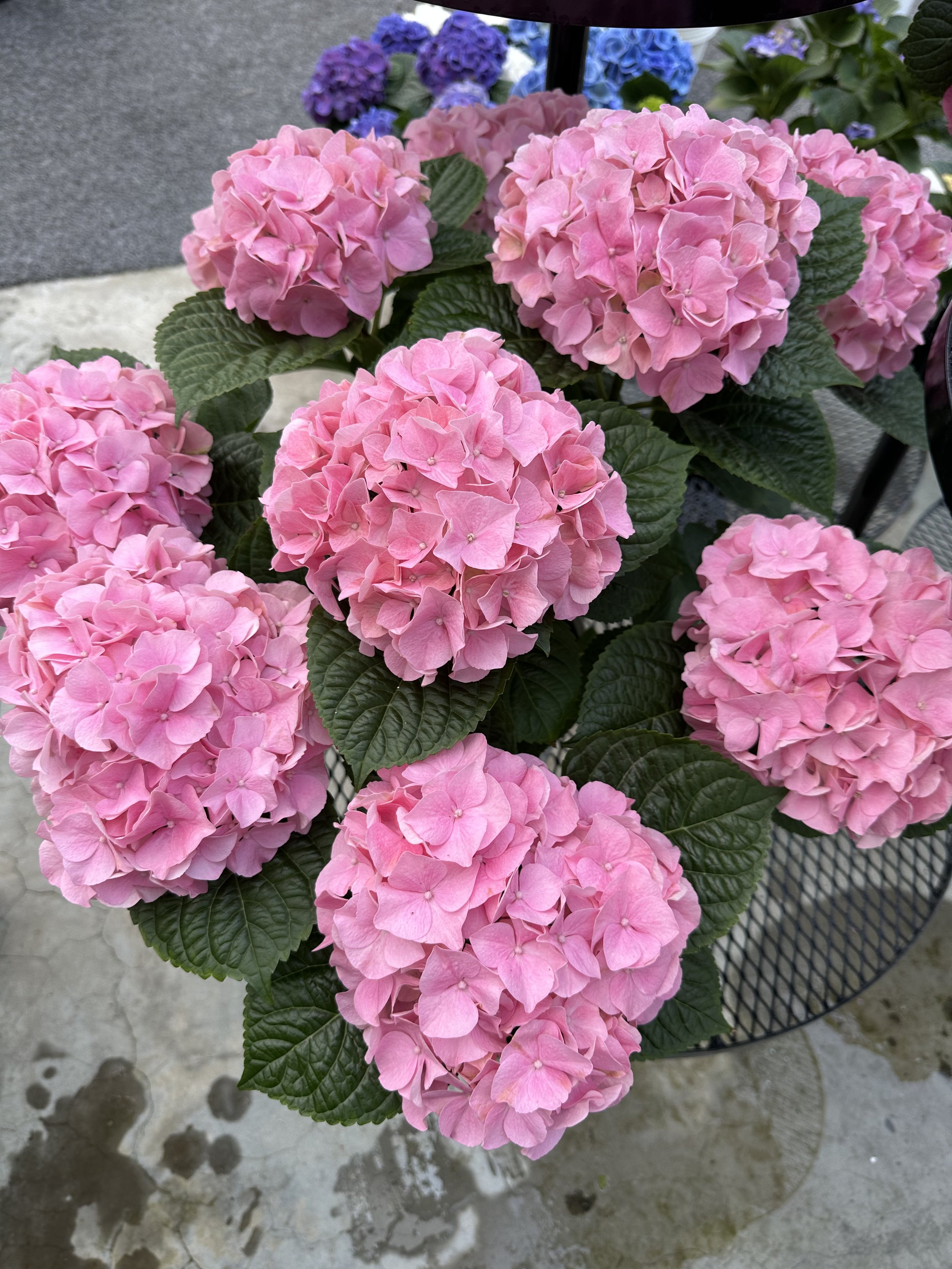 Hydrangea macrophylla My Beautiful Salmon Surprise cluster of blooms.jpeg